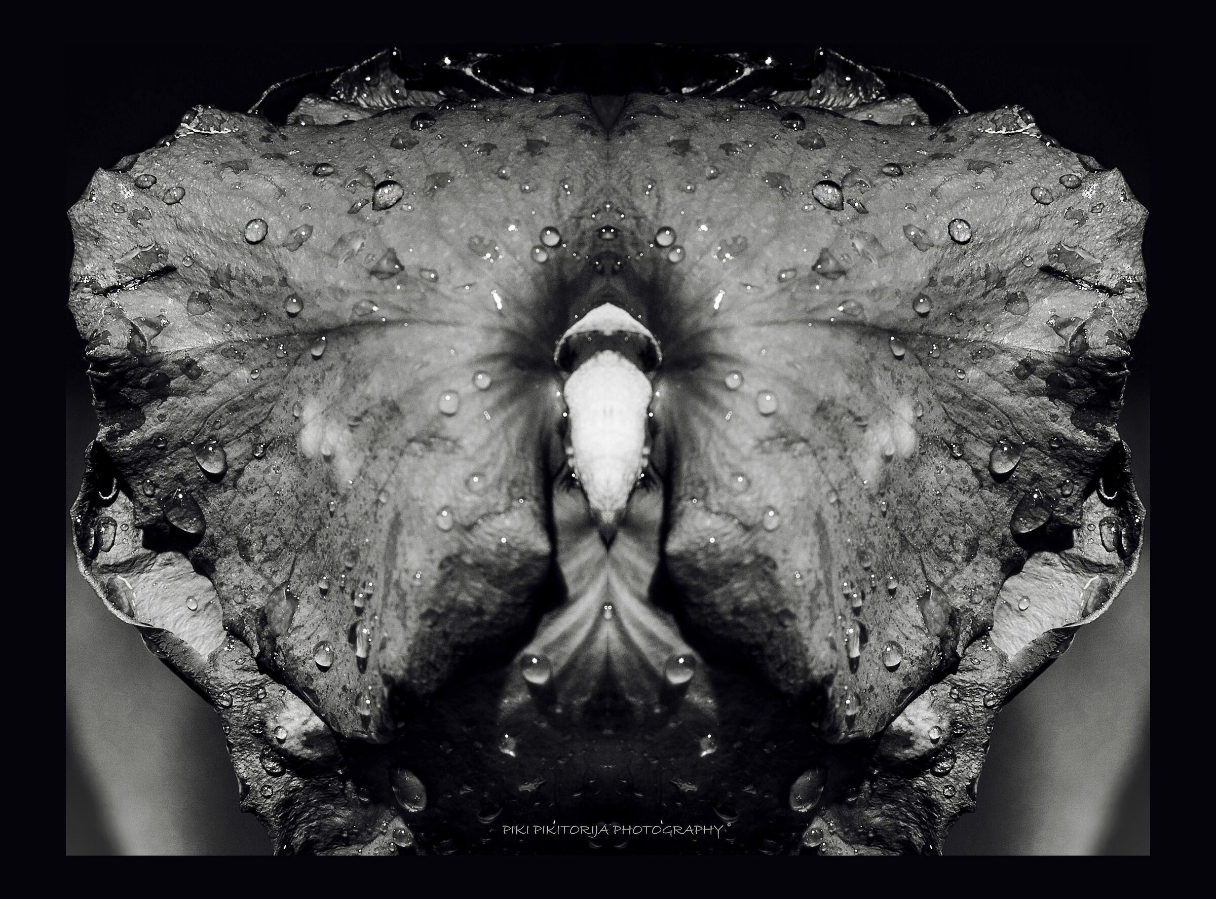 Hai mai provato a guardare la rosa in modo diverso?