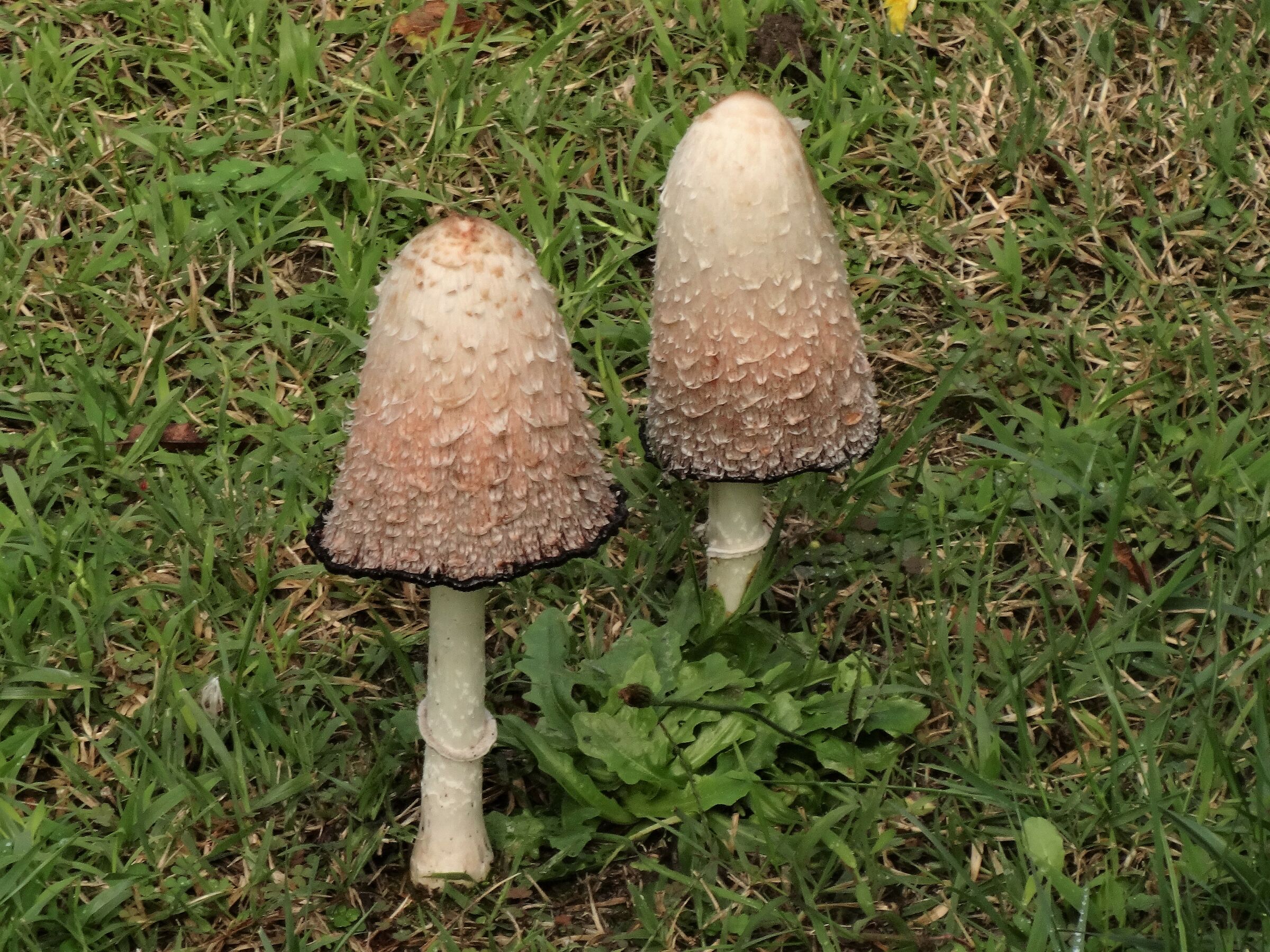 Coprinus comatus