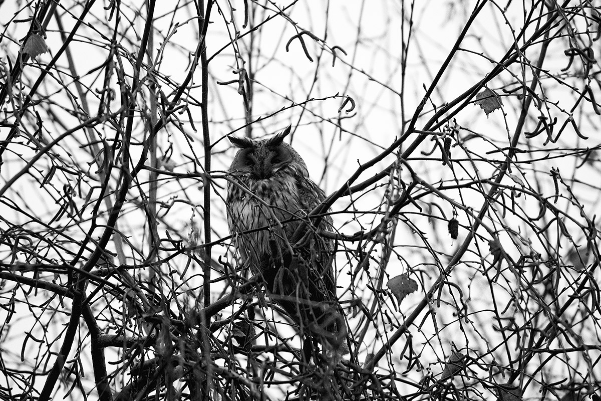 Owl in the mist (Gufo nella nebbia)