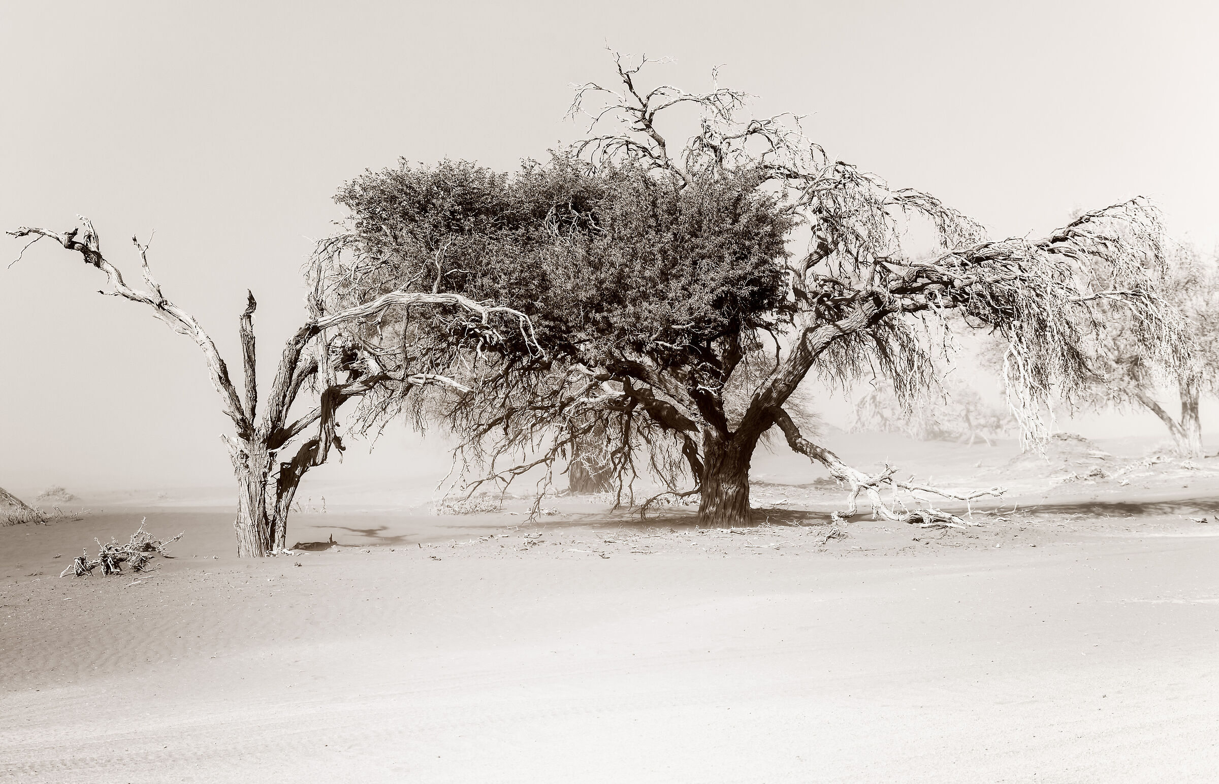 Tempesta di sabbia sul Namib