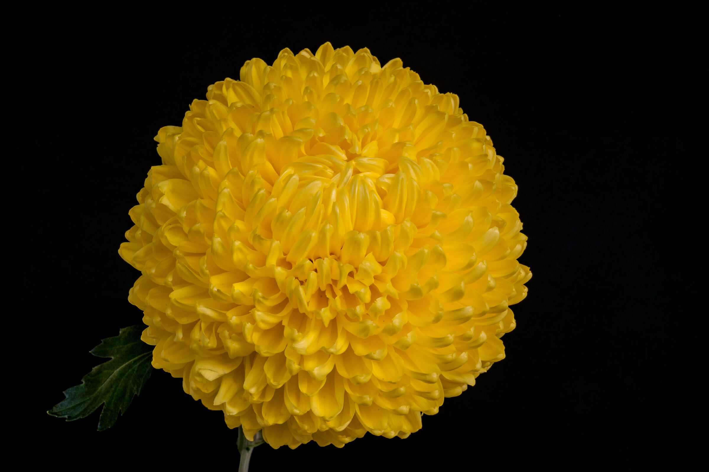 Il fiore di novembre