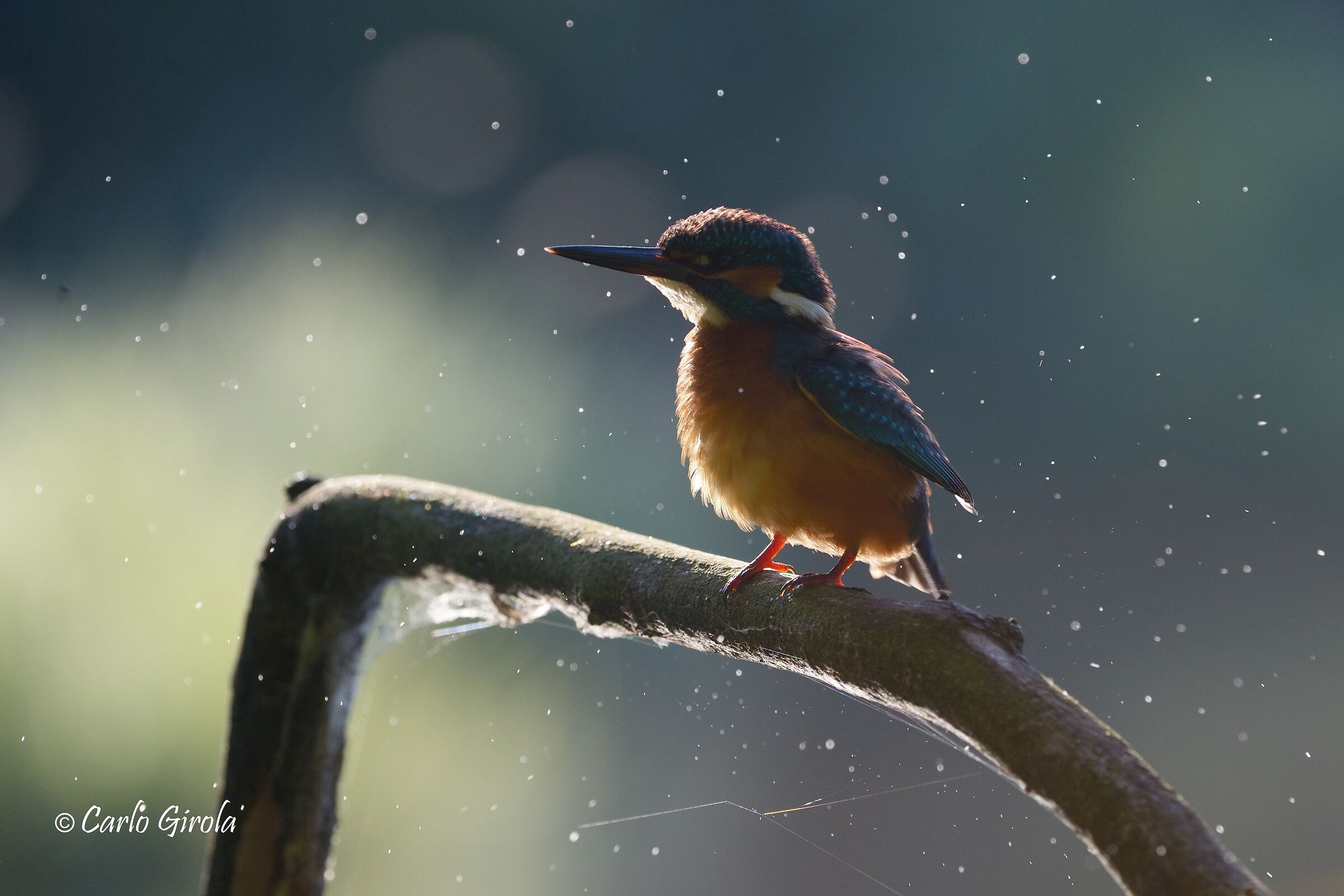 Martin pescatore (Alcedo atthis)