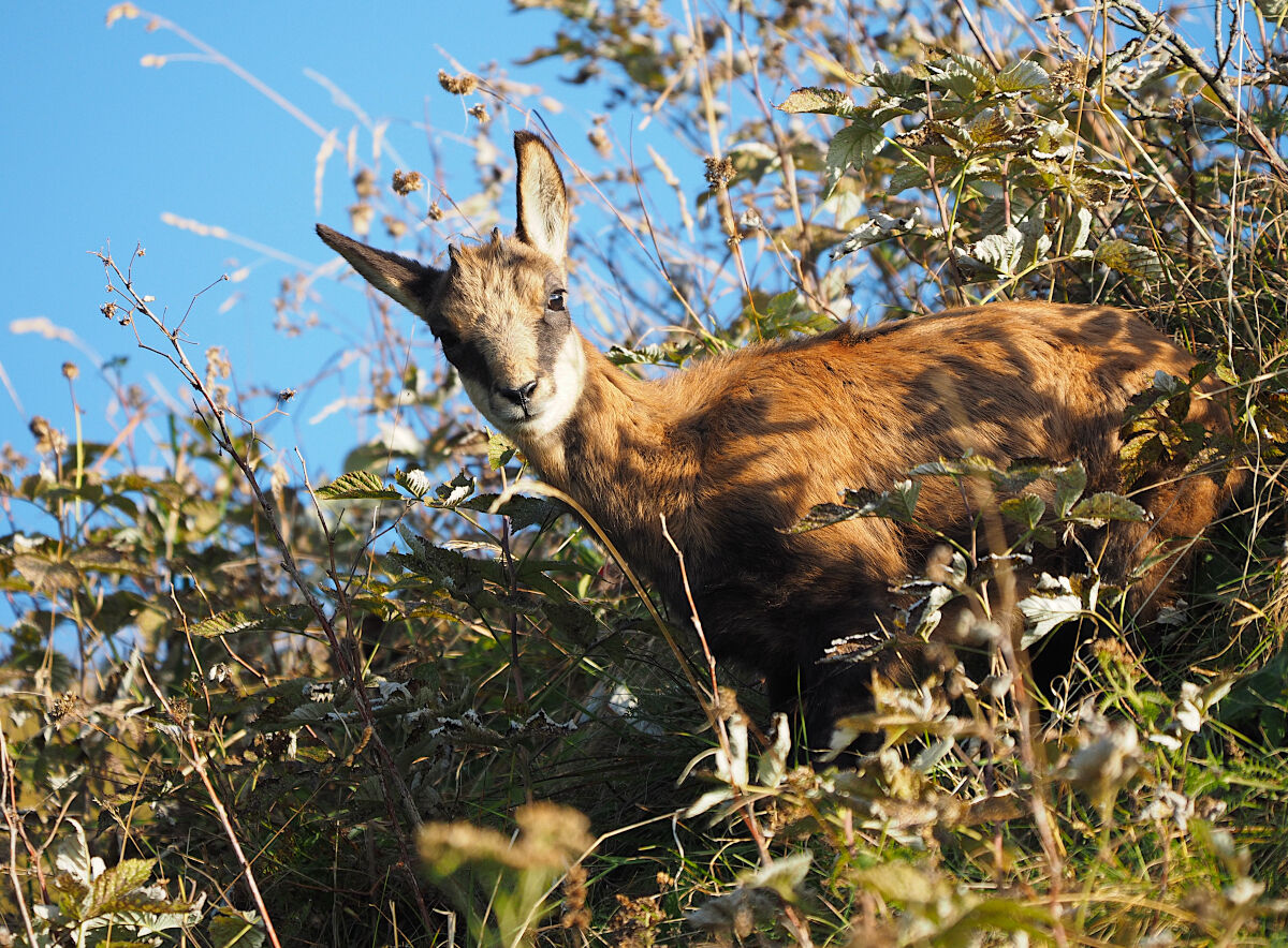 Giocando a nascondino