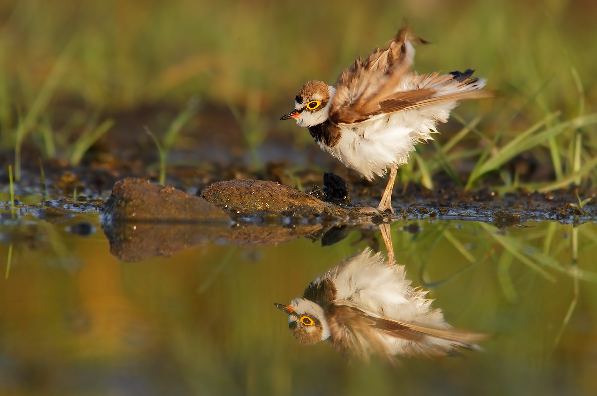little ringed plover