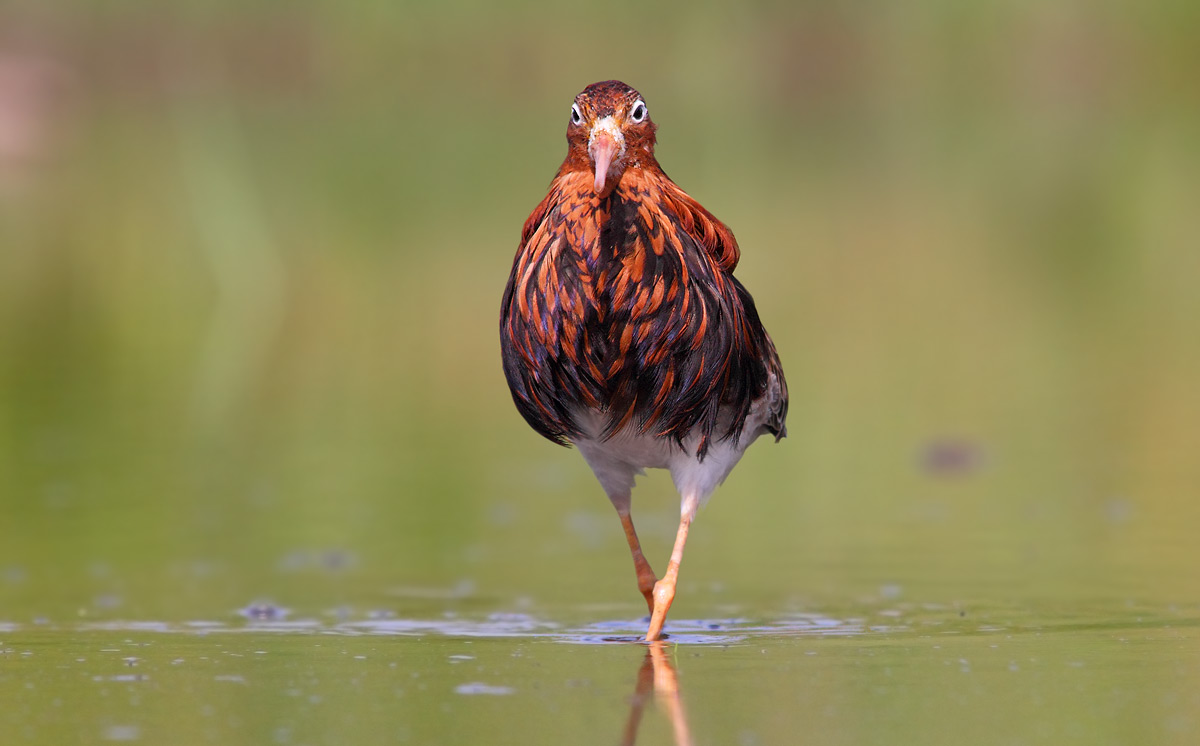 combattente in abito riproduttivo