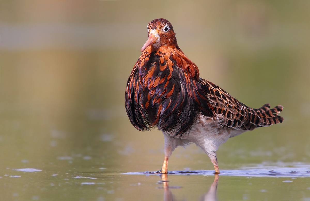combattente in abito riproduttivo