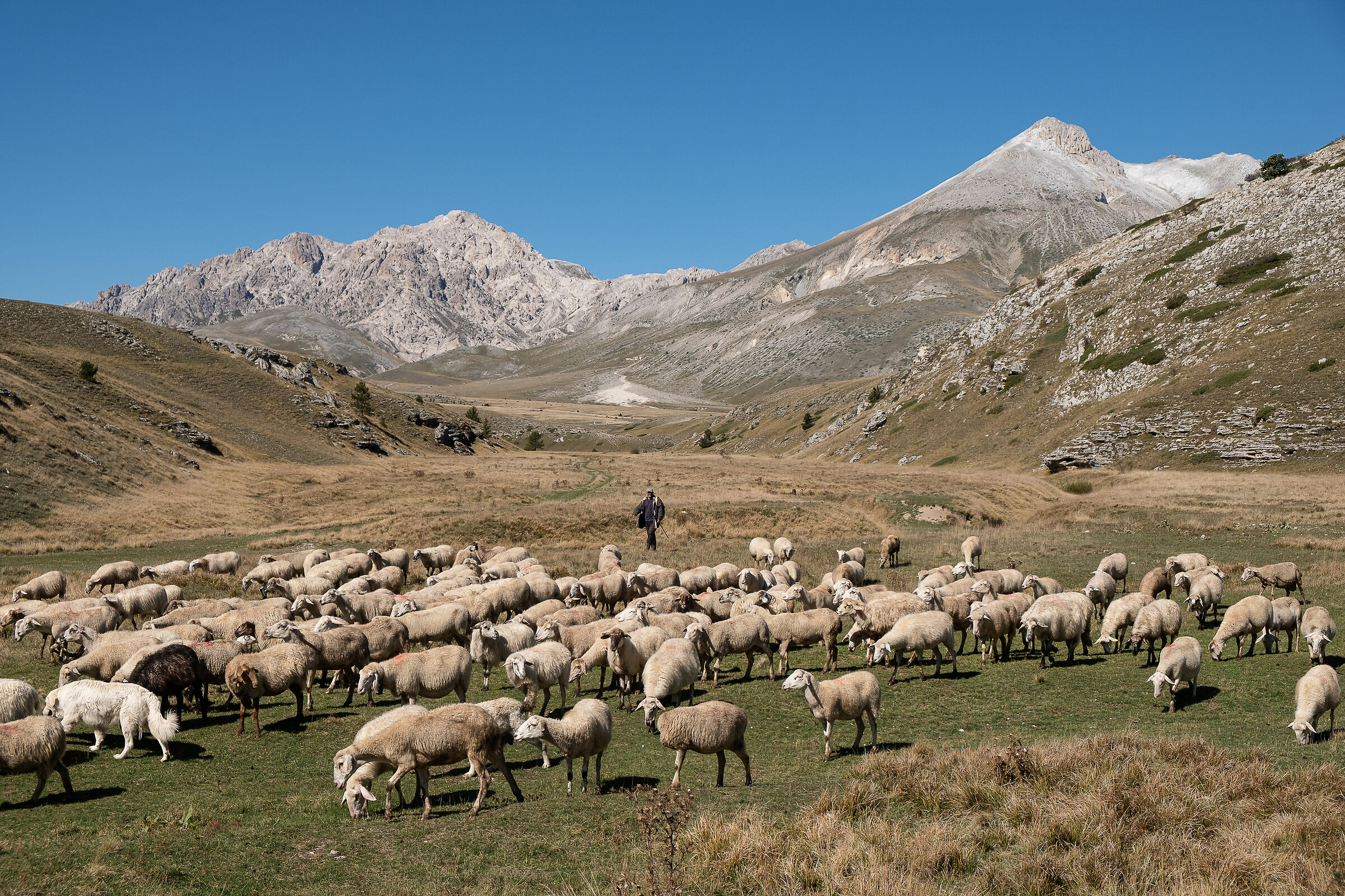 Emperor's camp and its inhabitants