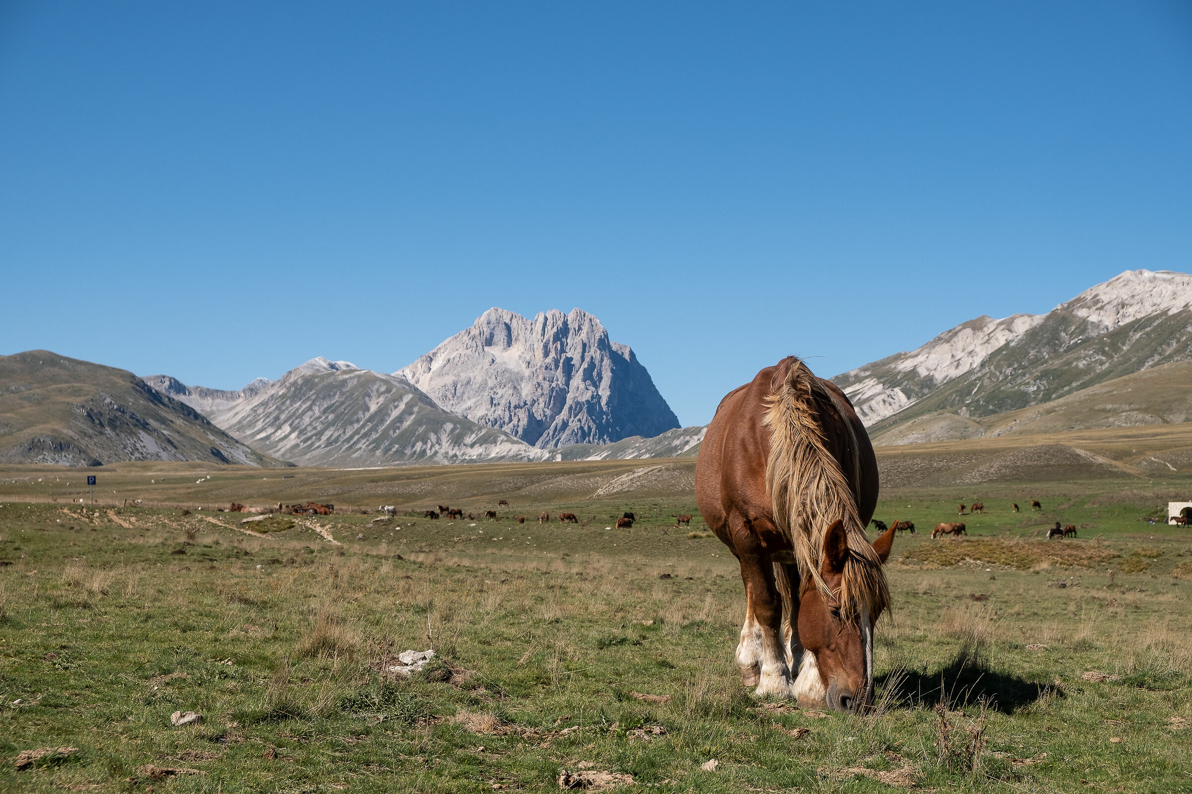 Emperor's camp and its inhabitants
