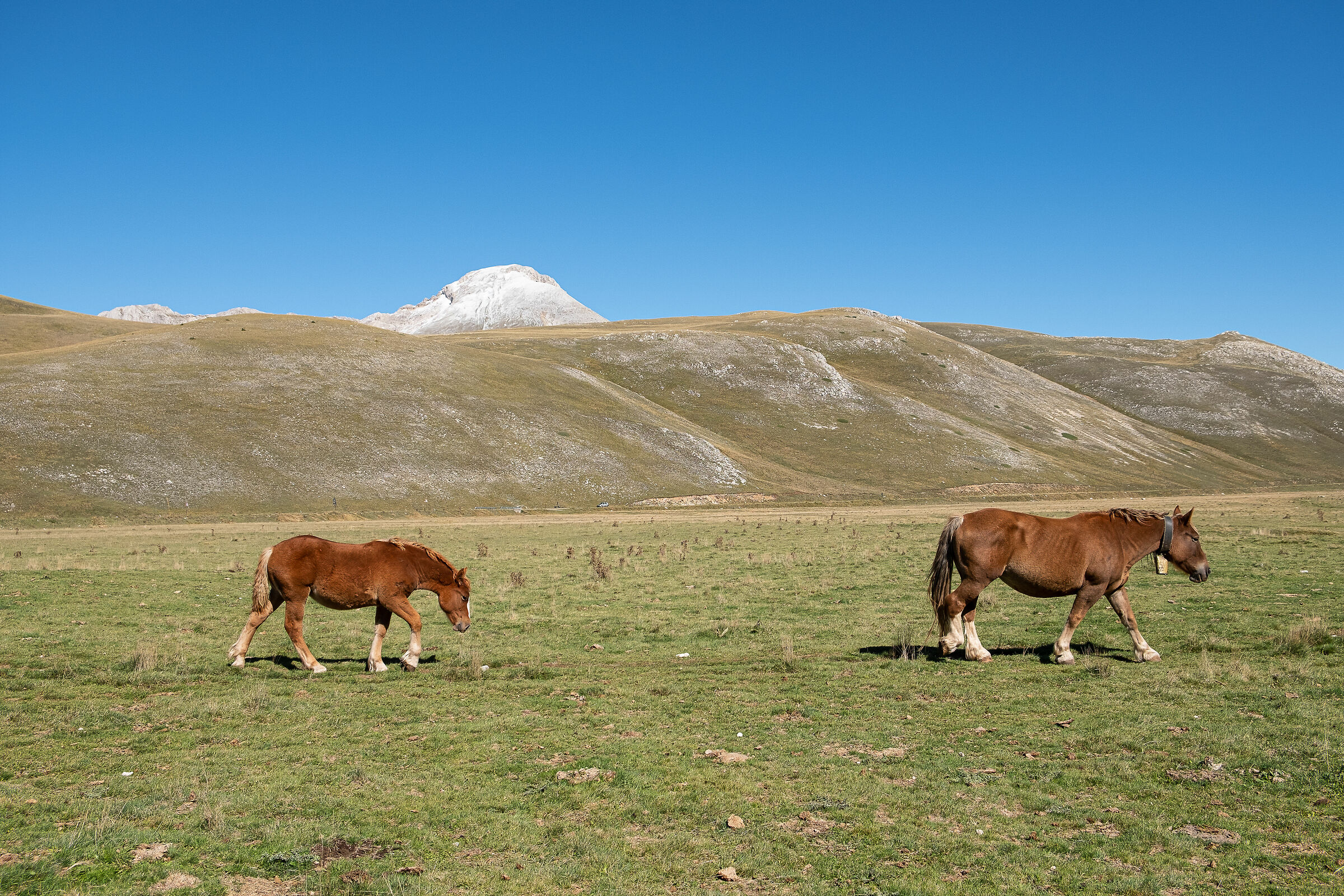Emperor's camp and its inhabitants