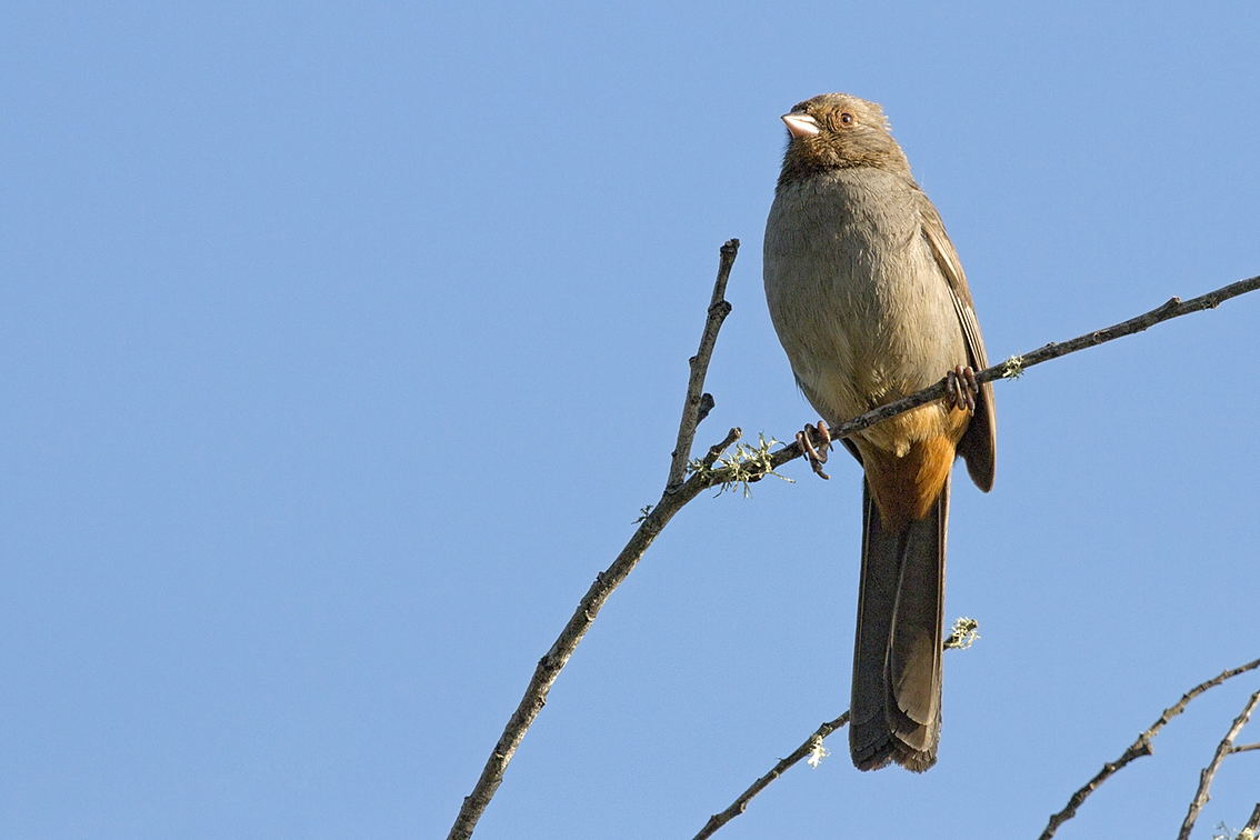 Toui della California