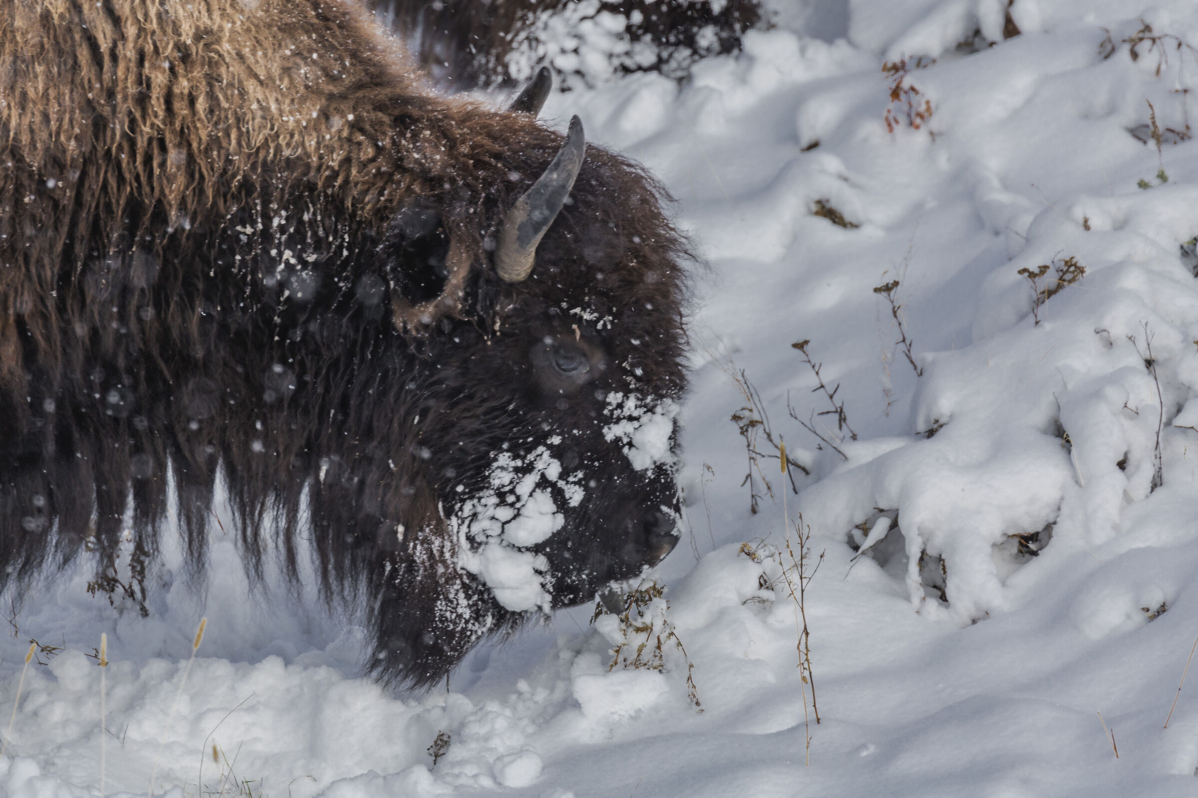 Bison in the snow