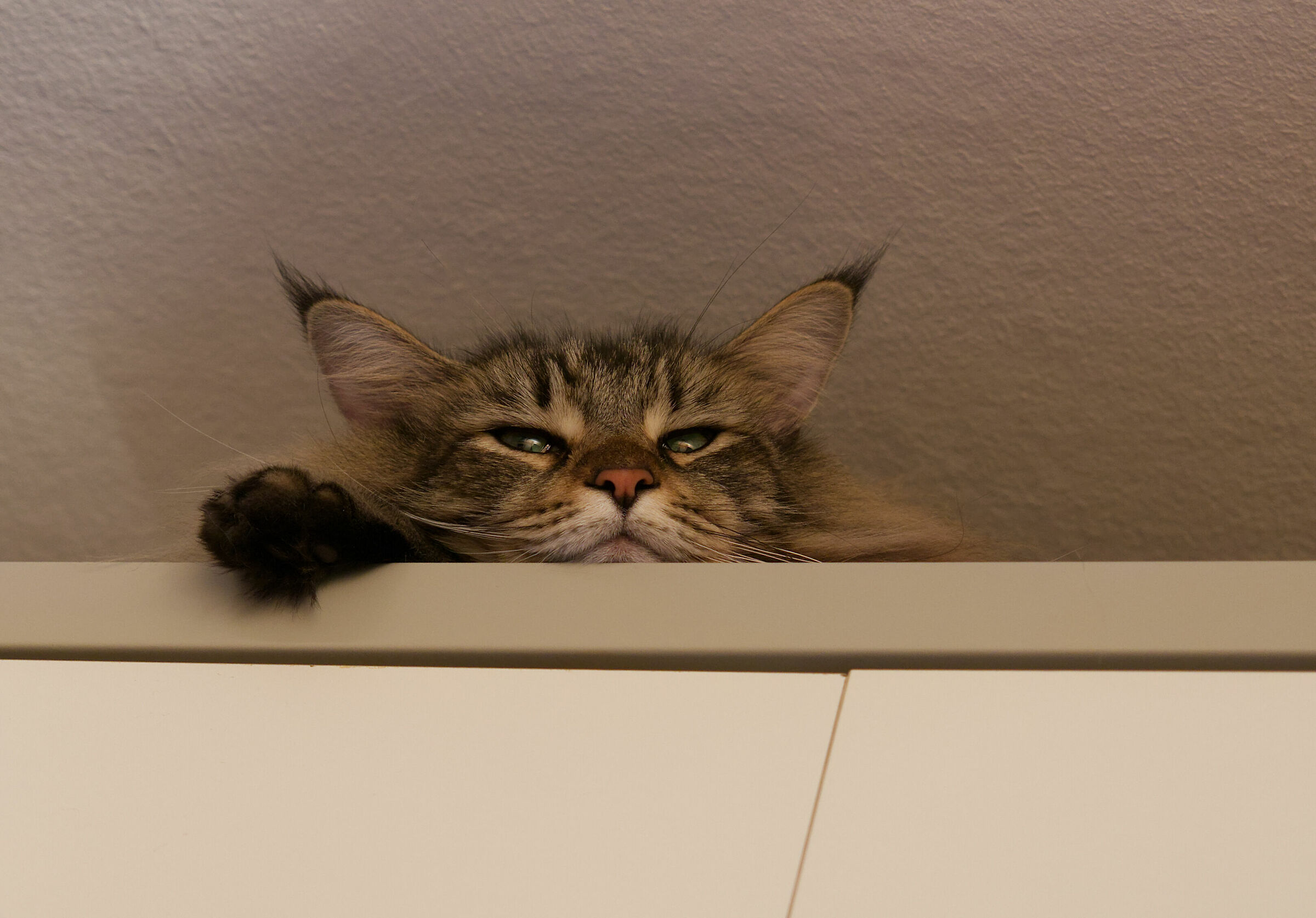 Quasi quasi mi faccio un pisolino