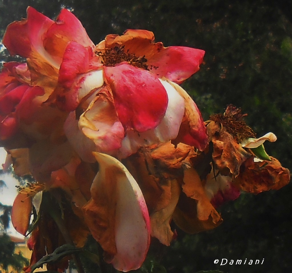 The Last Cry of Beauty