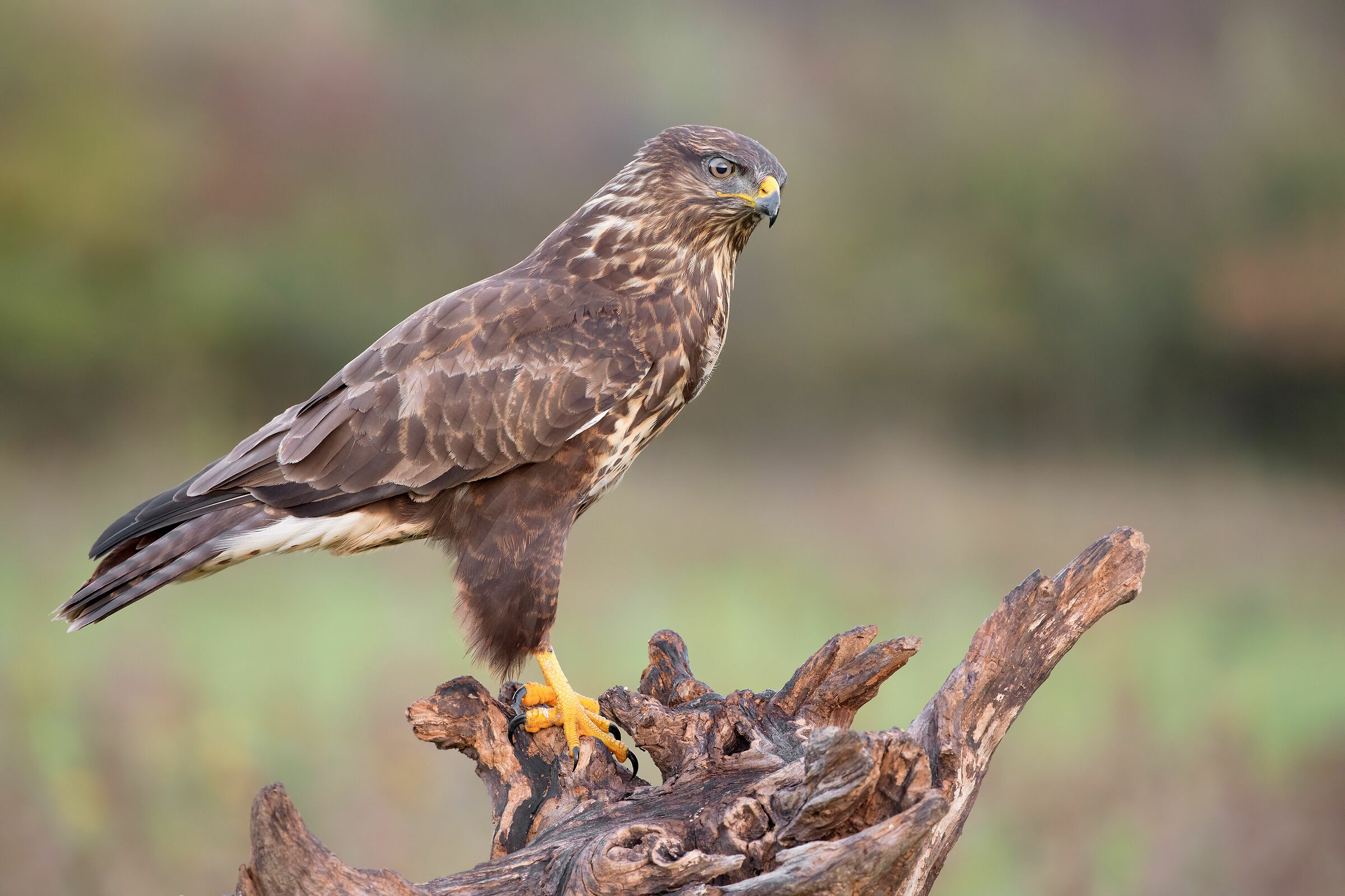 buzzard