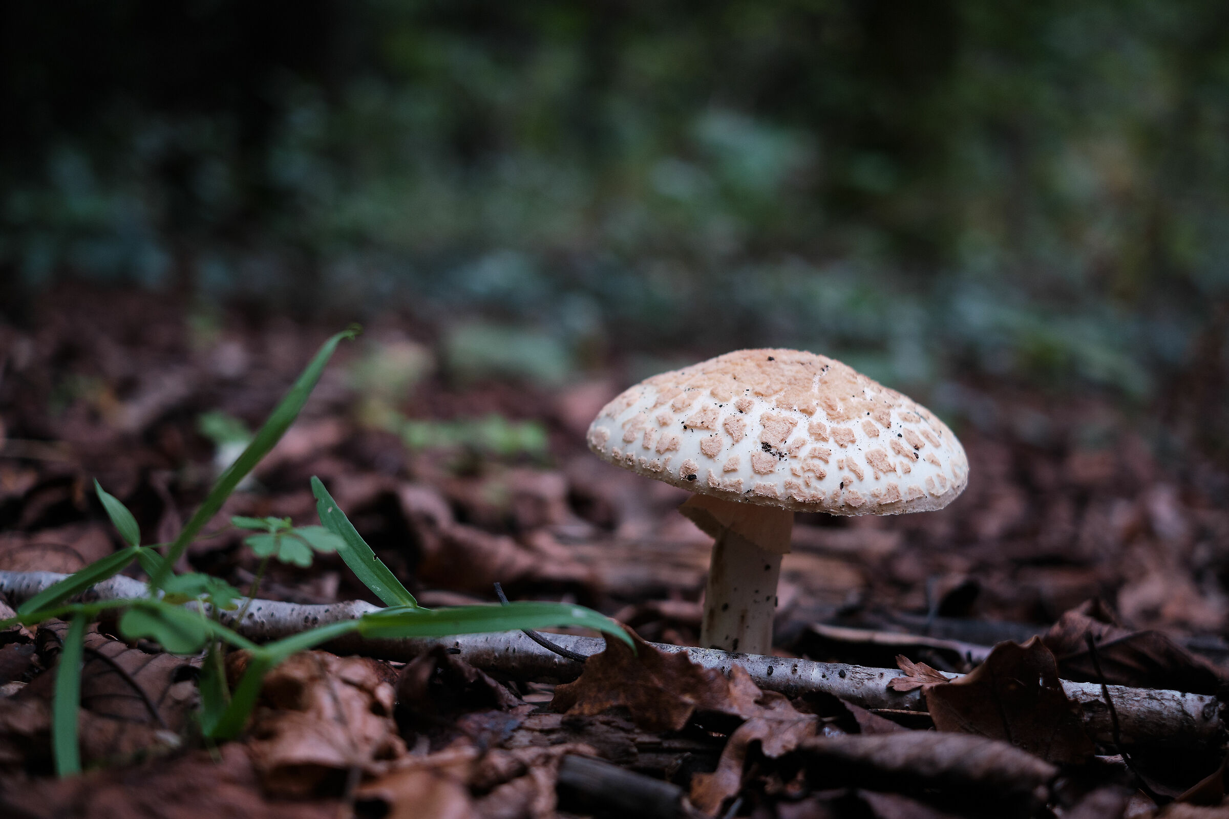 Alieno tra le foglie