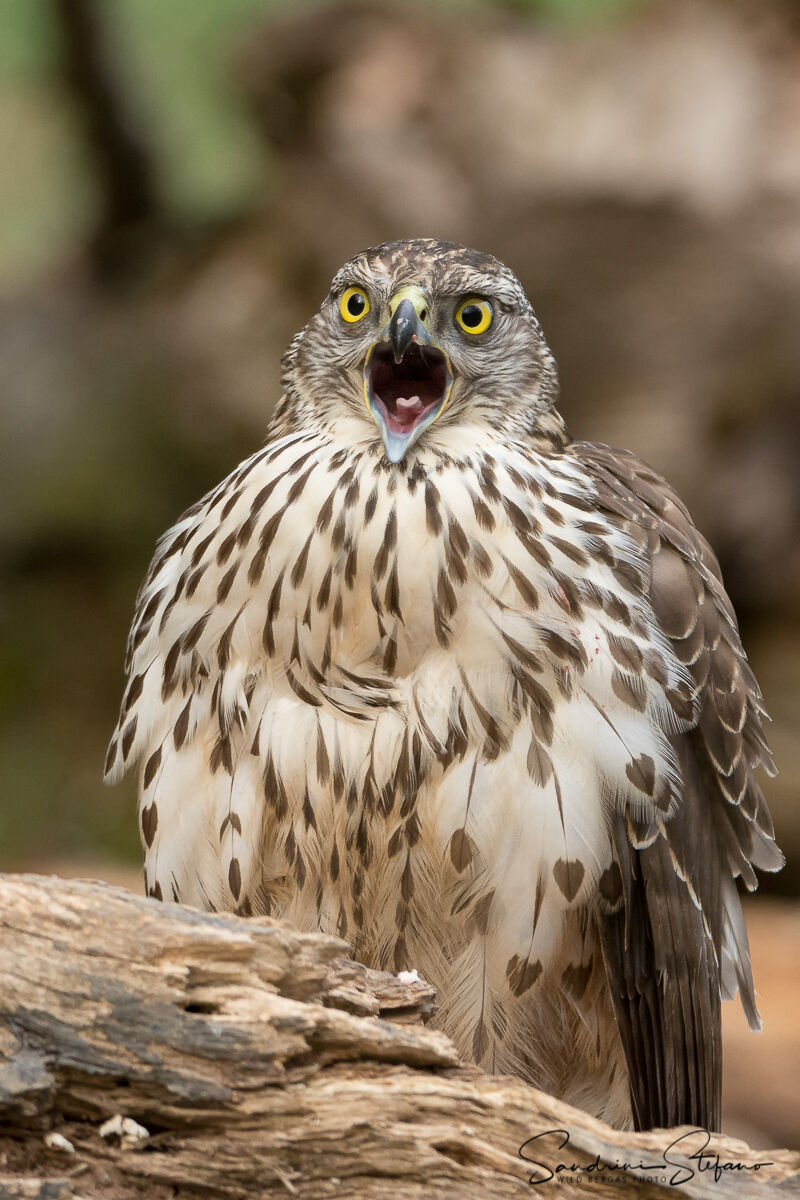Scream
