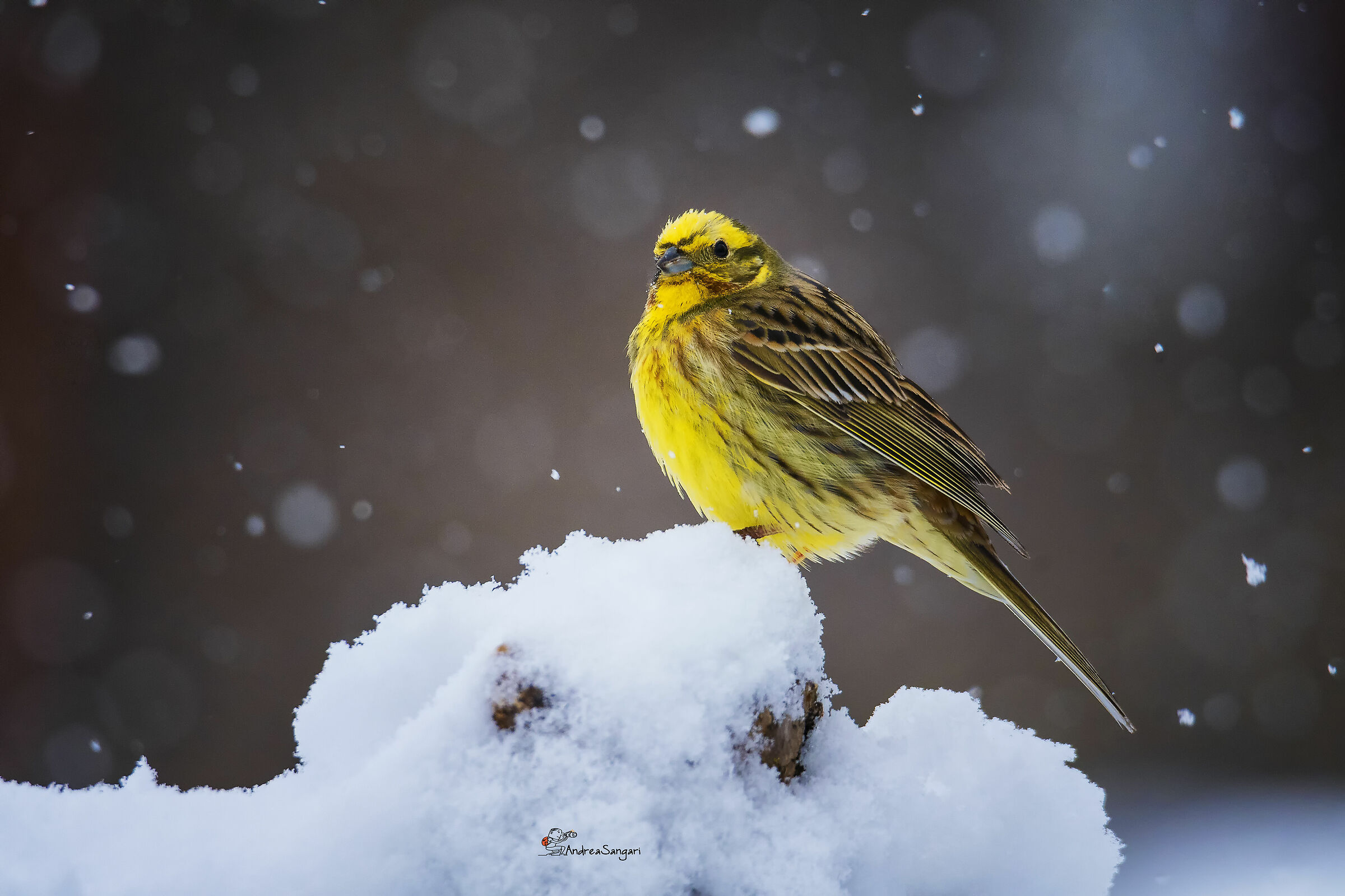 The snow brings..... a beautiful yellow cheekbone