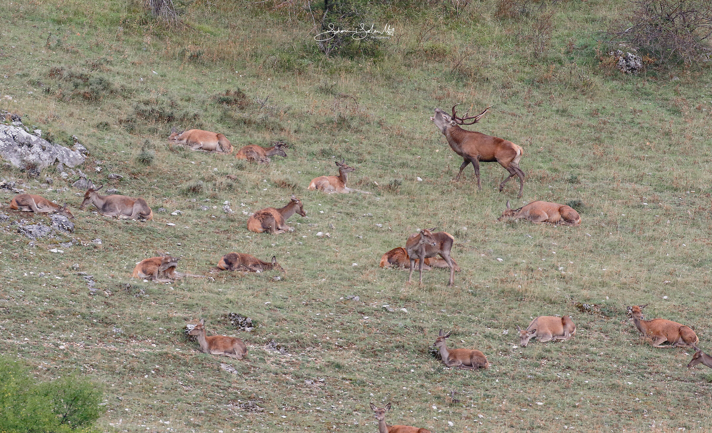 Call of Love (Cervus elaphus, L., 1758)