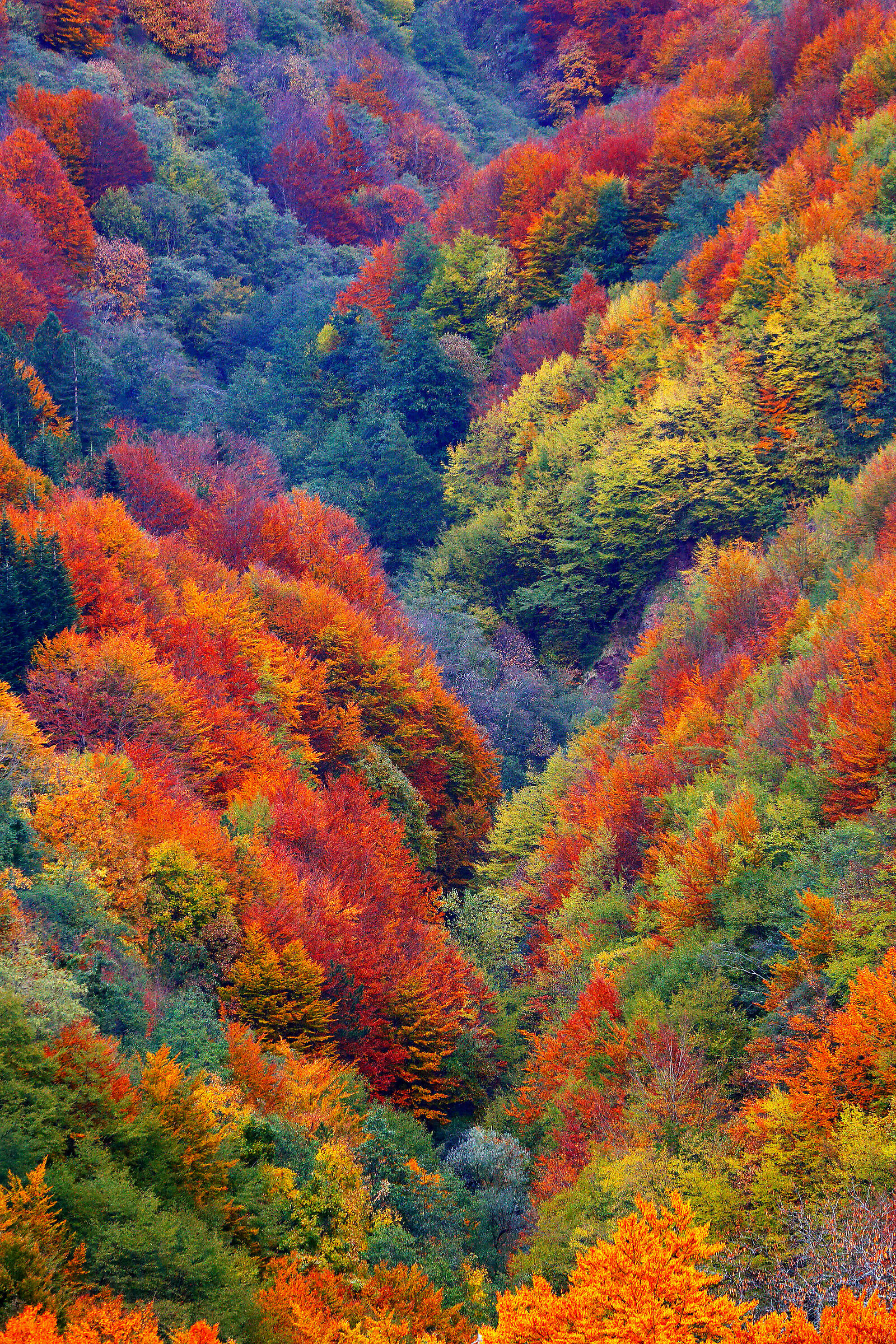 Esplosione di colore