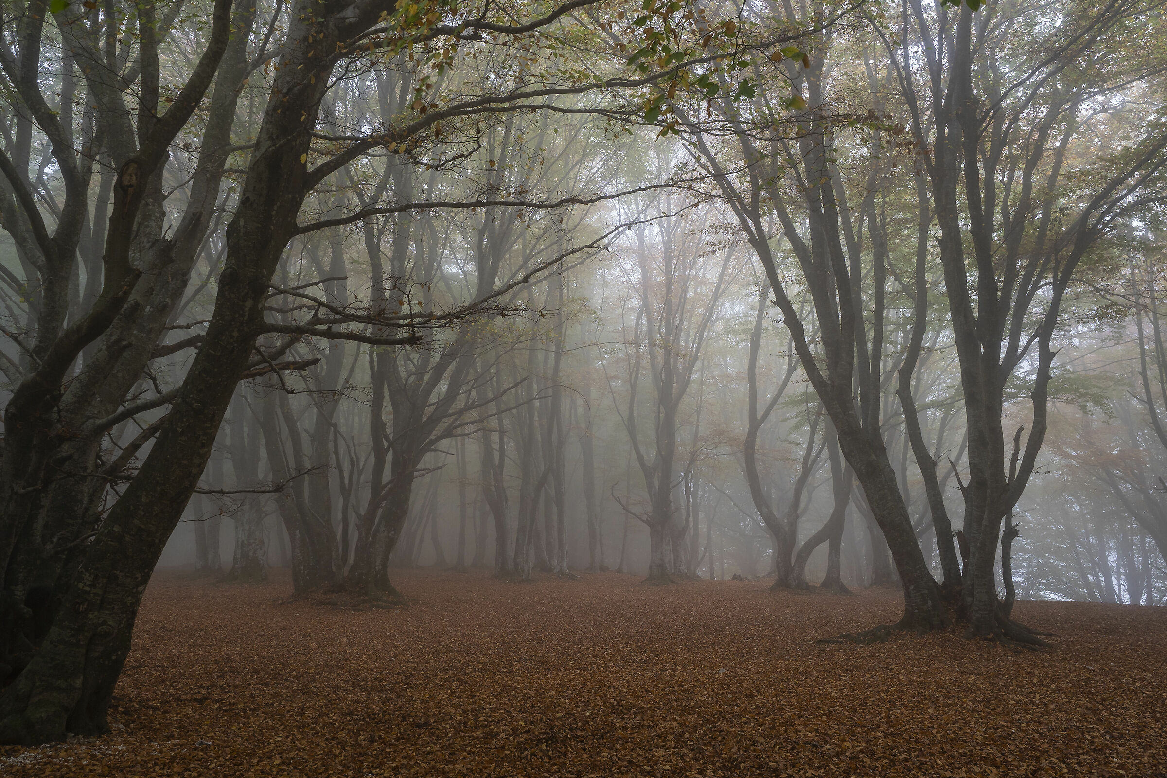 Fog in the Beech