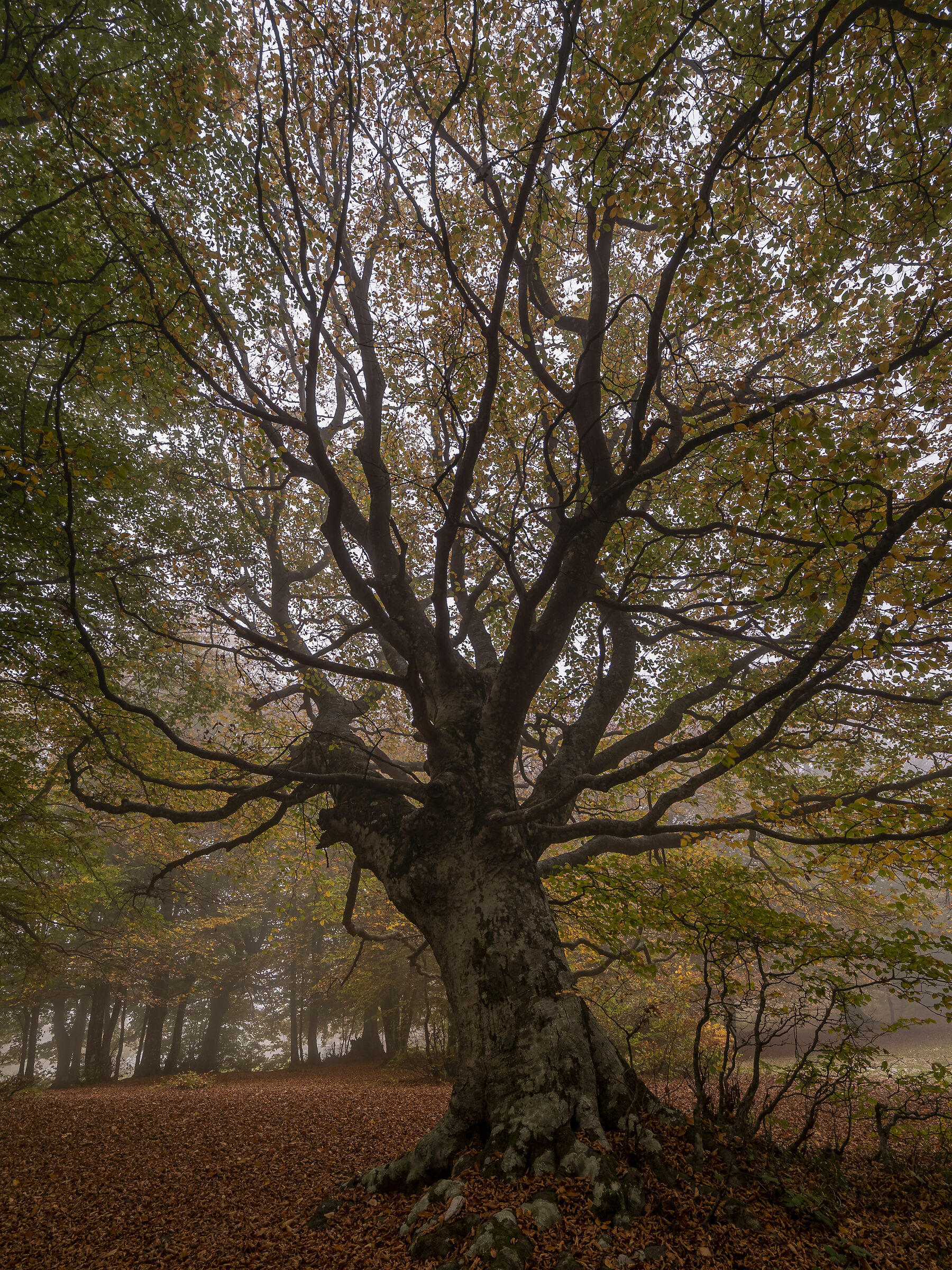 Master Tree