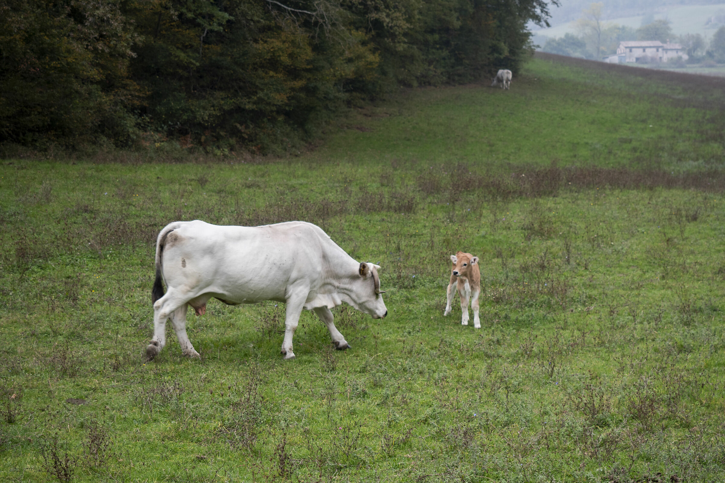Mother and Son