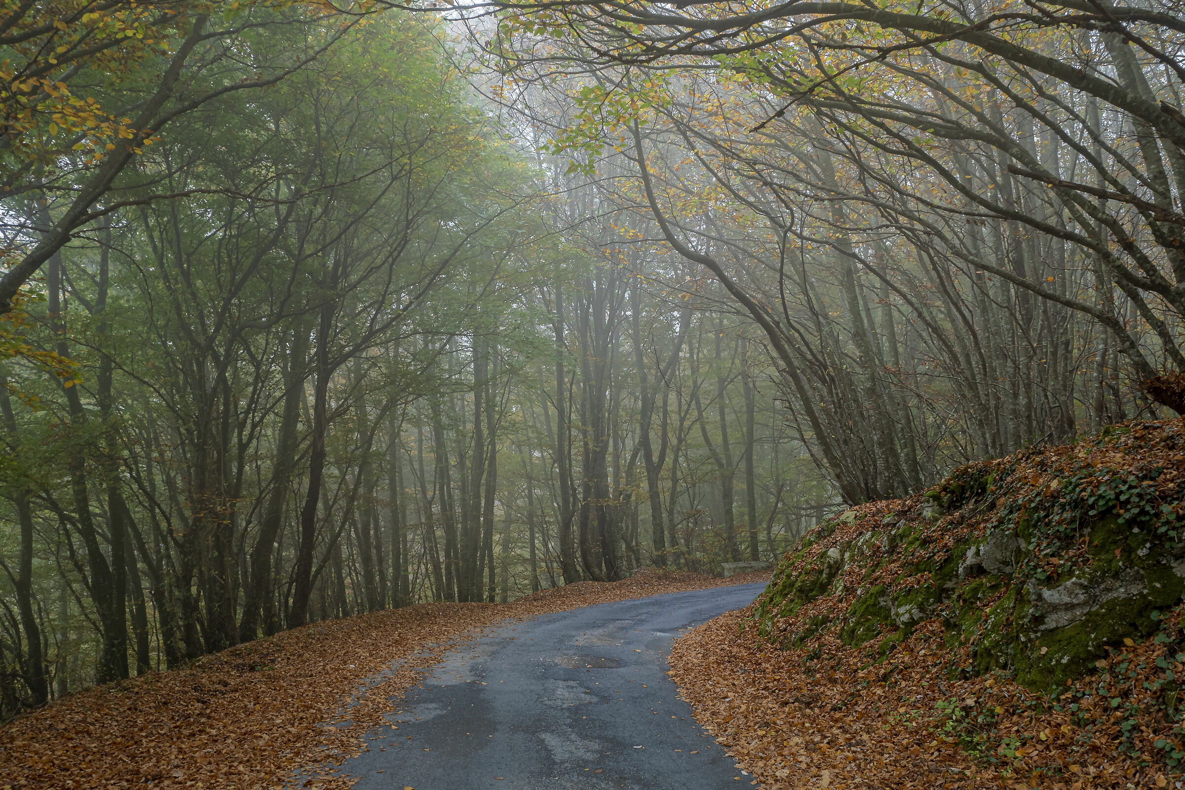Lost in the Mist