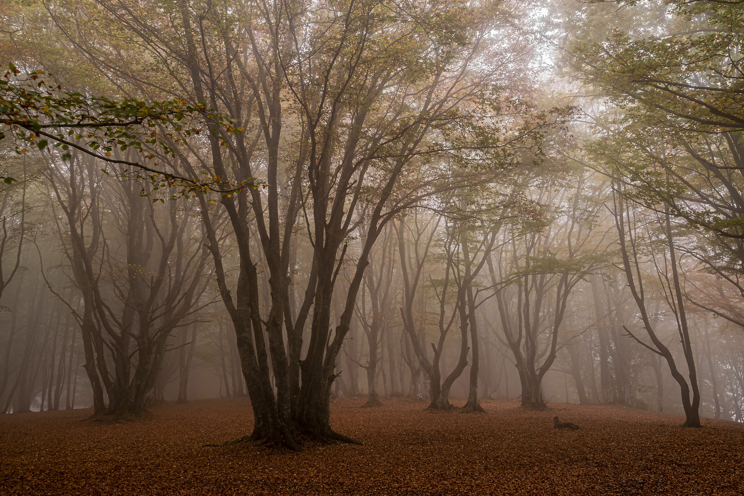 Fog Magic in Canfaito