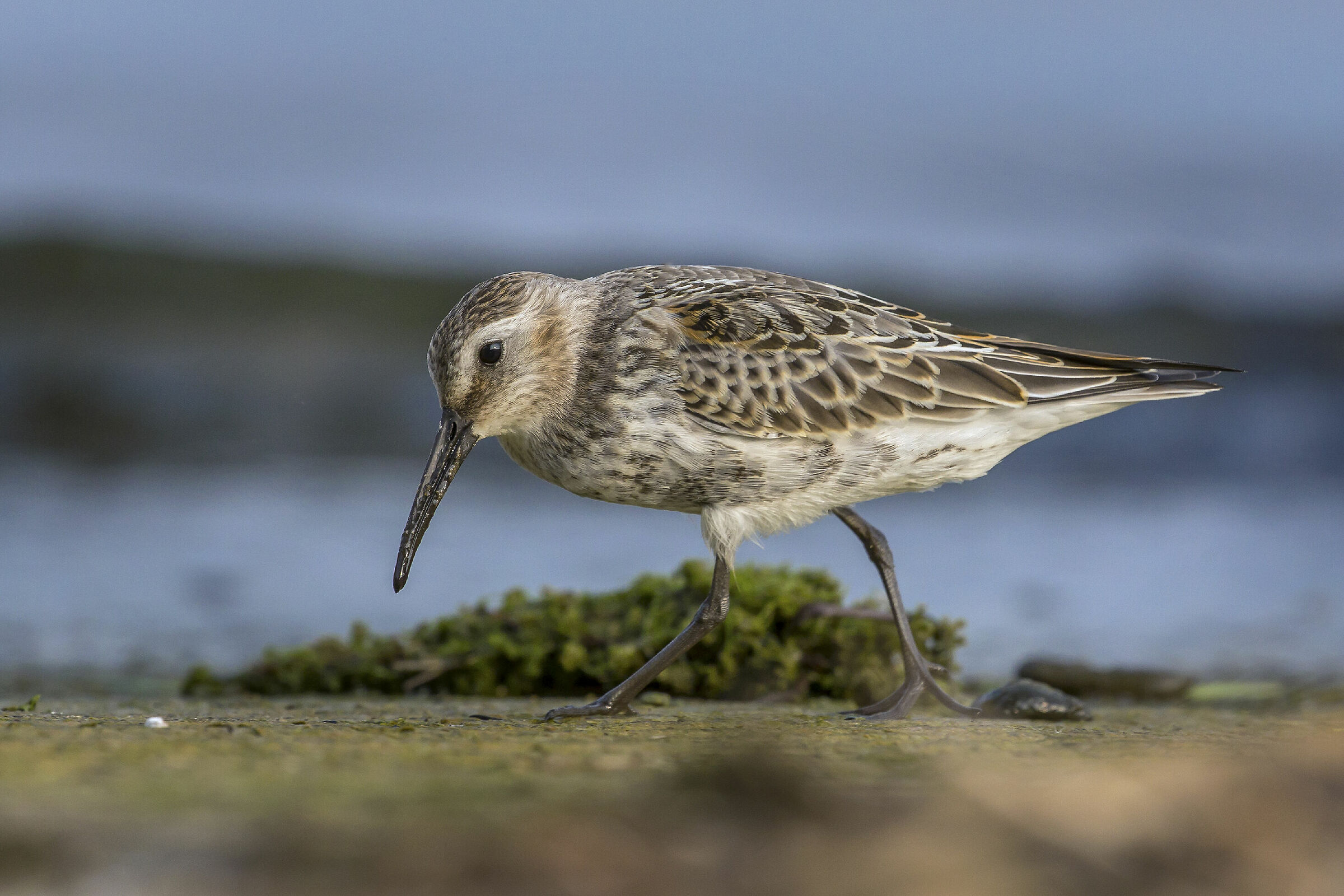 Piovanello pancianera