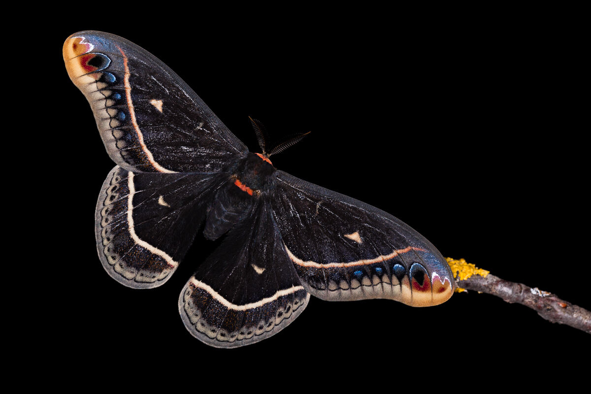 Eupackardia calleta da poco sfarfallata ...