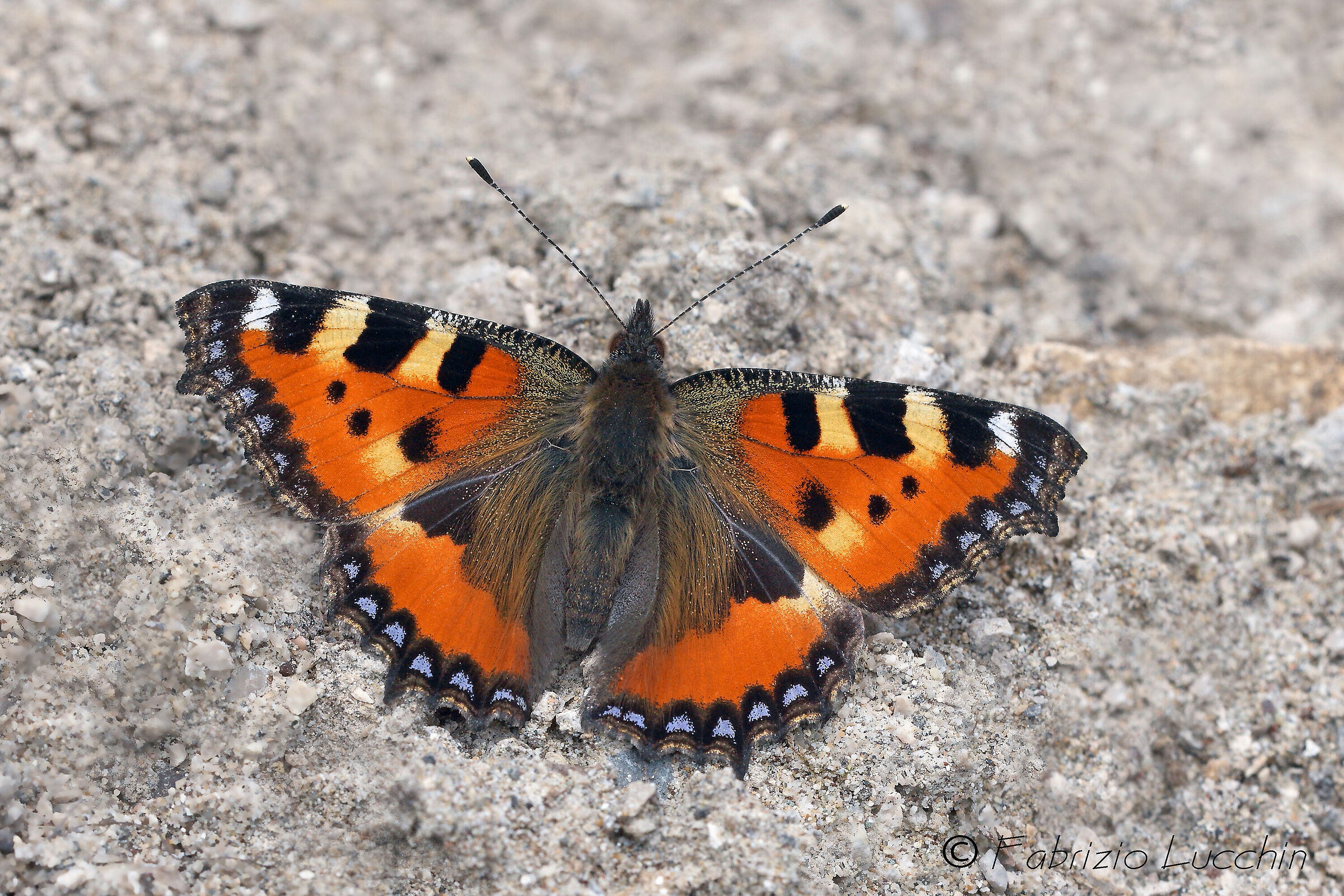 Vanessa dell'ortica (Aglais urticae)
