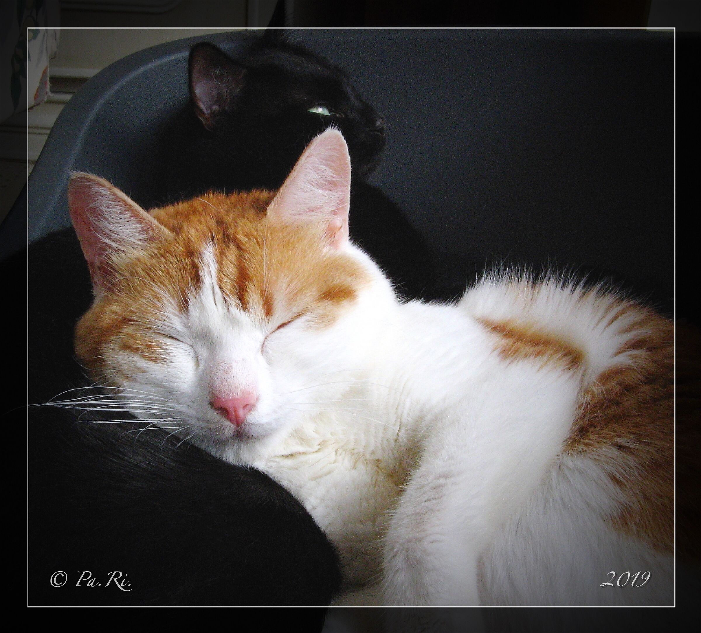 "What a comfortable pillow I've made up."