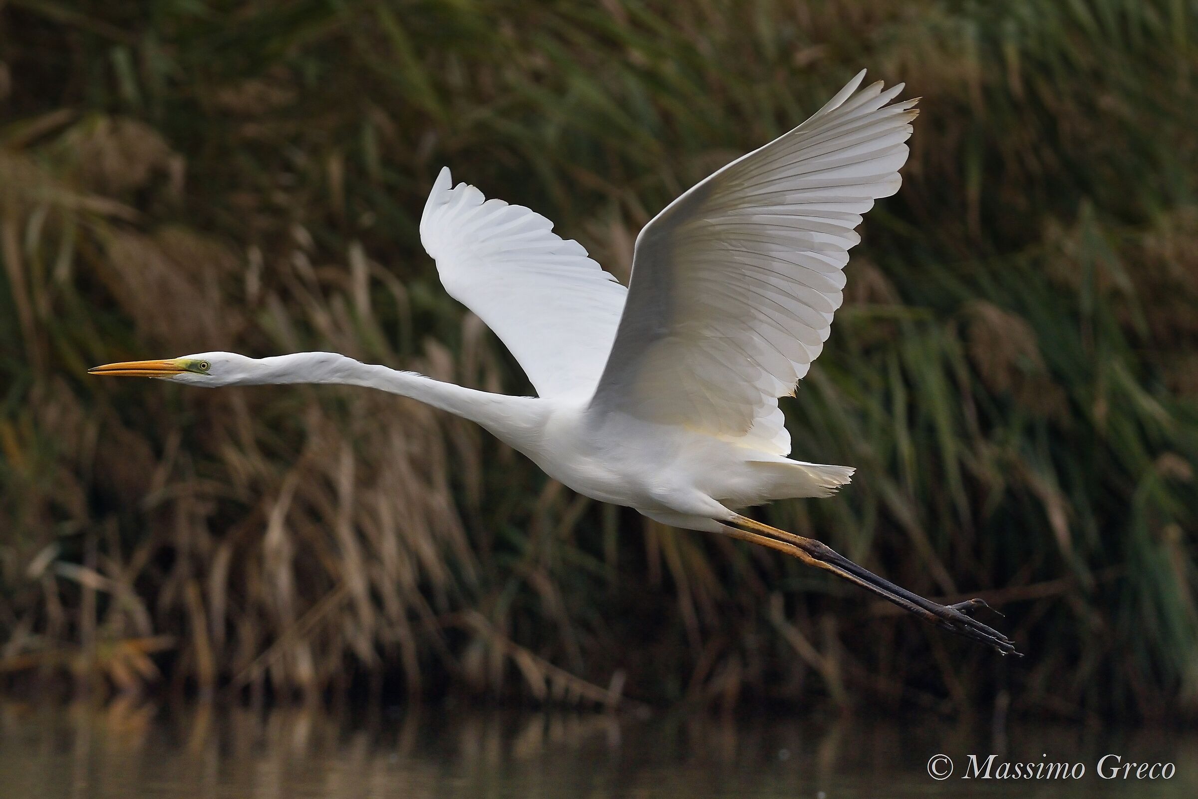 Major white heron