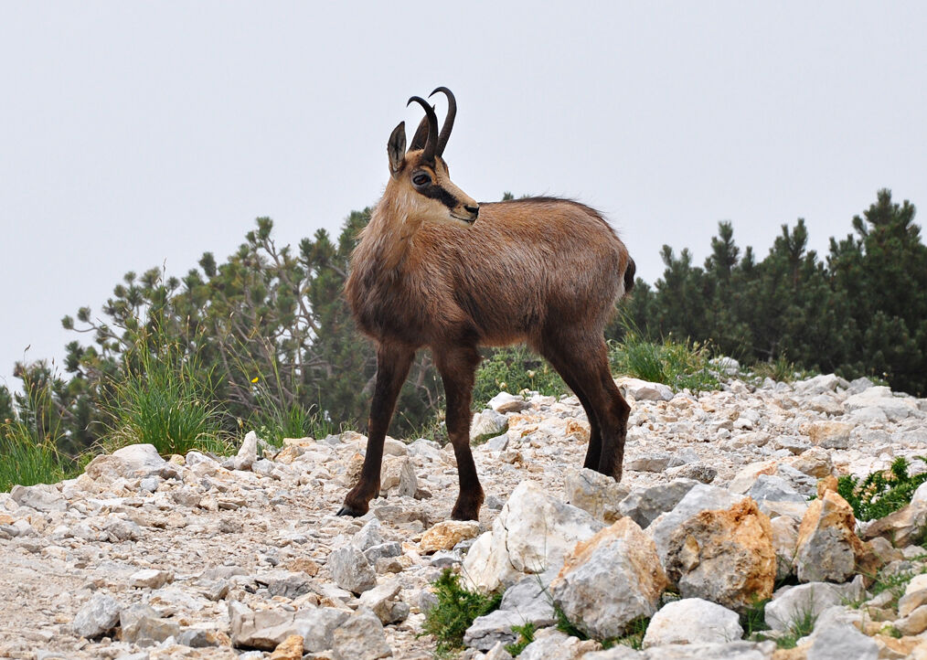 camoscio sul monte baldo