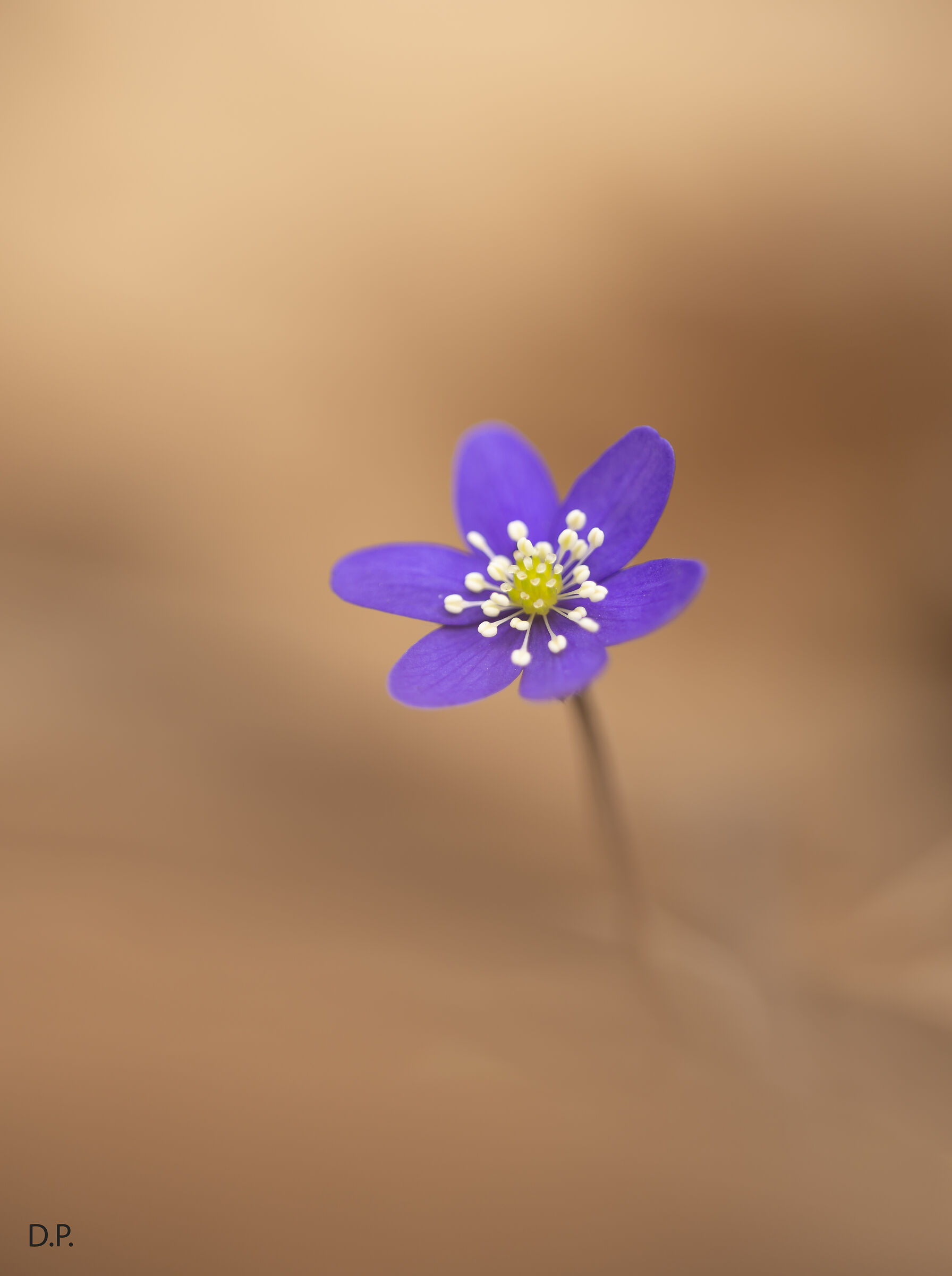 Hepatica nobilis