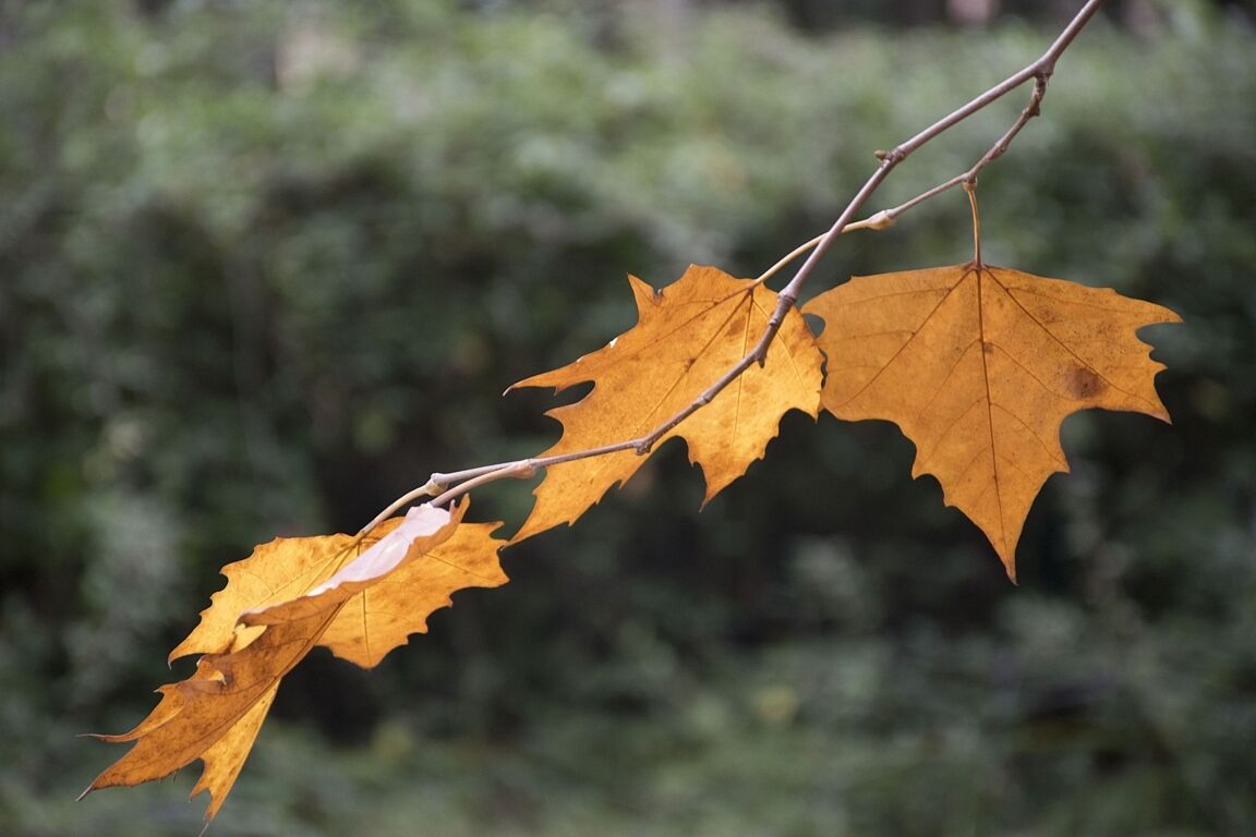 Ecco! e' giunto l'autunno