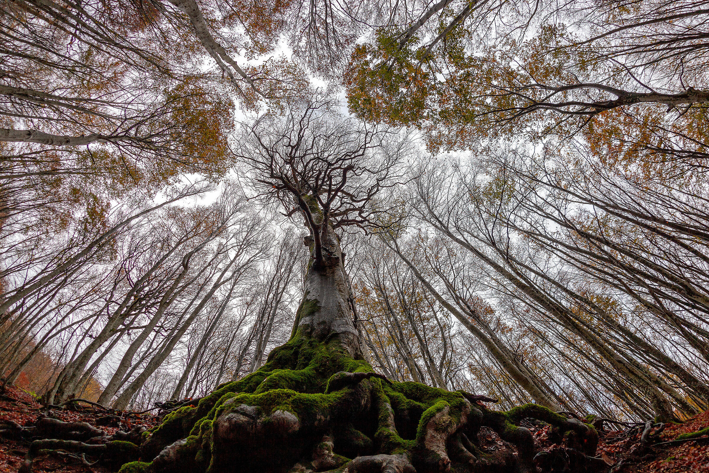 Il faggio centenario