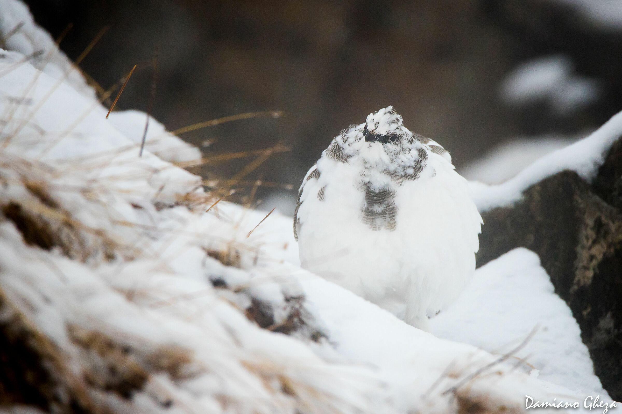 Feather bundle under the snow