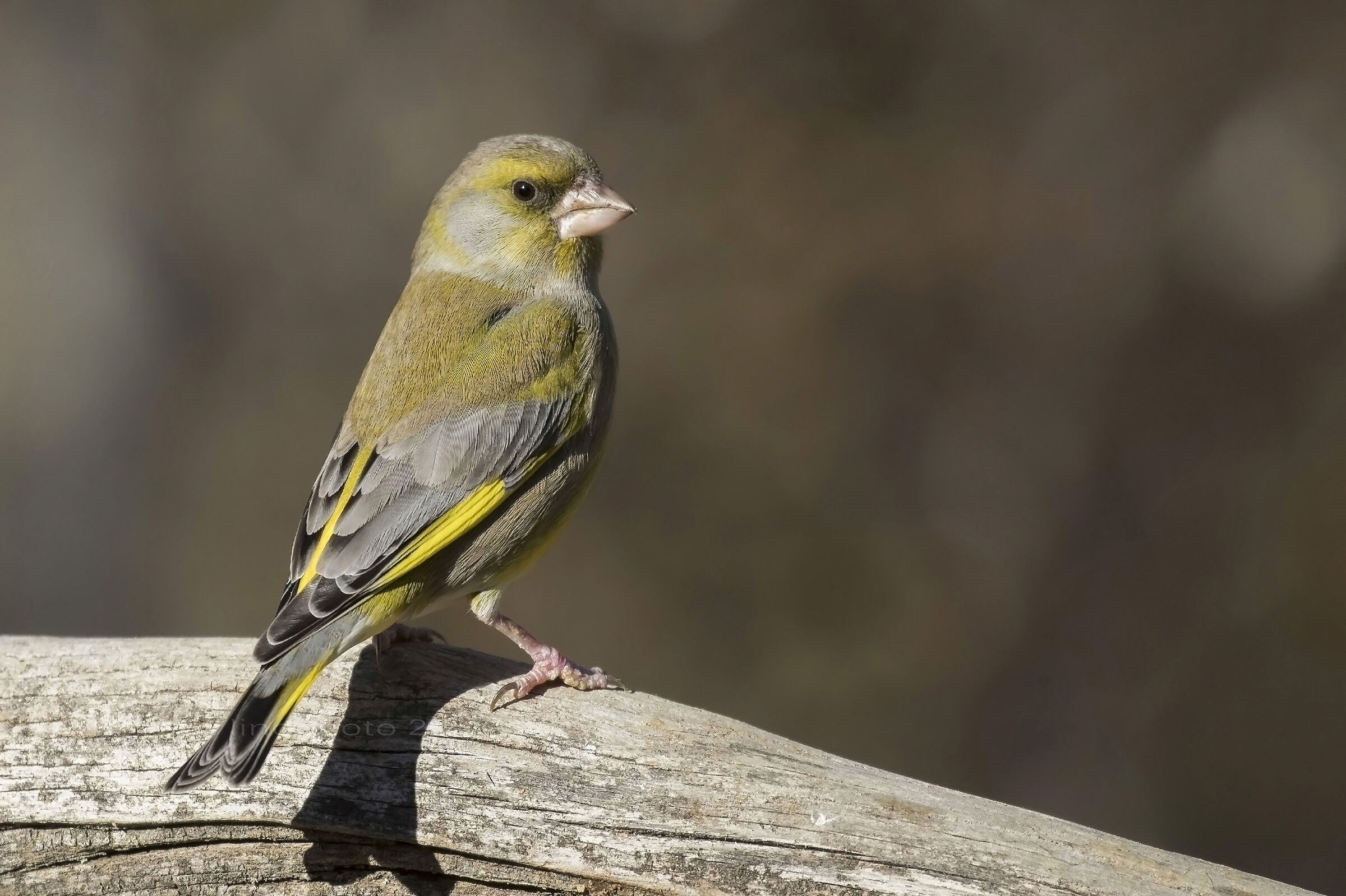 Verdone (Chloris chloris)