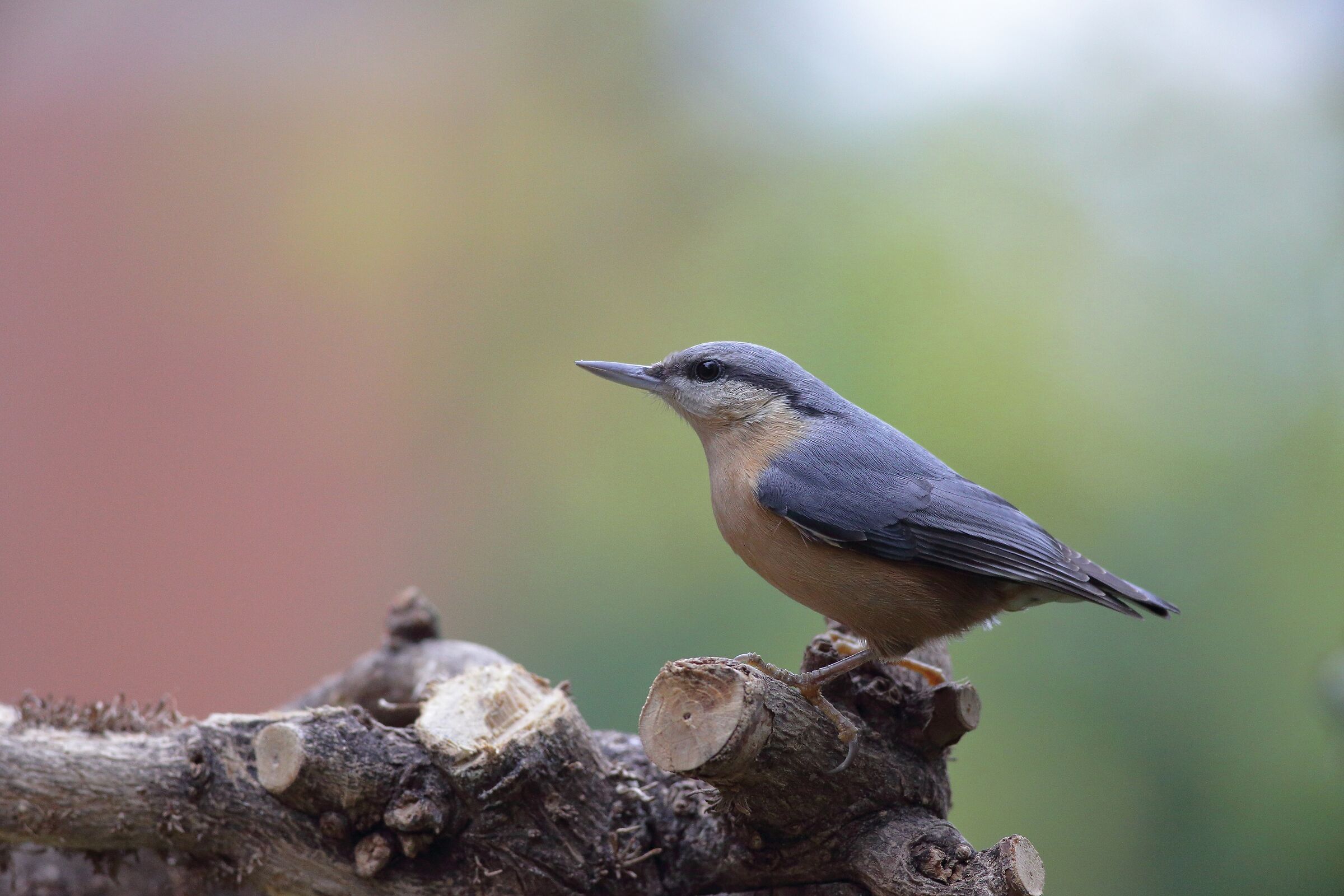 Sitta europaea woodpecker mason