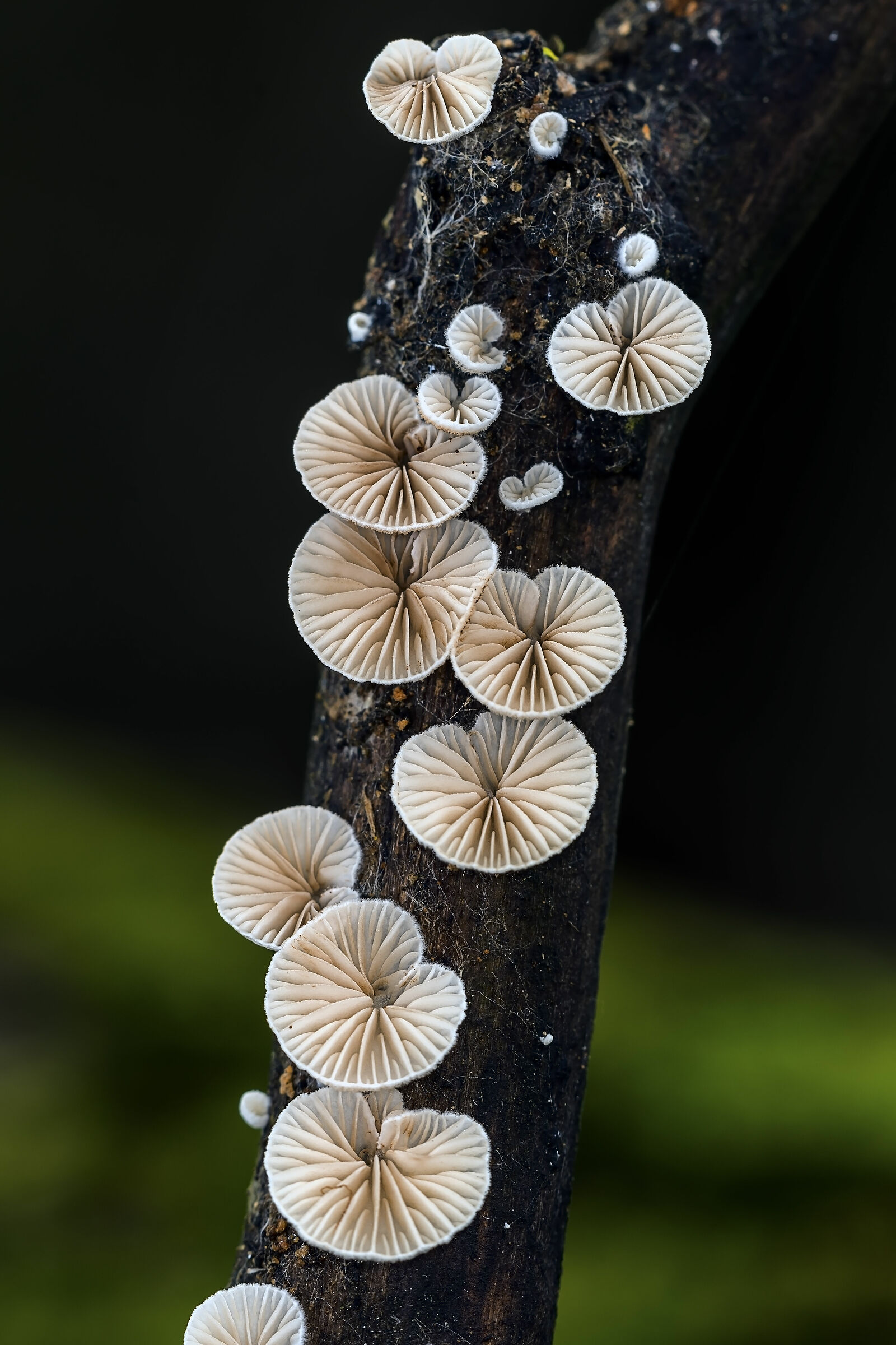 The demolitionists II.