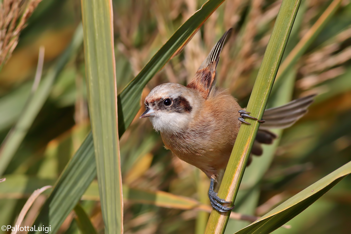 Pendolino (remiz pendulinus)