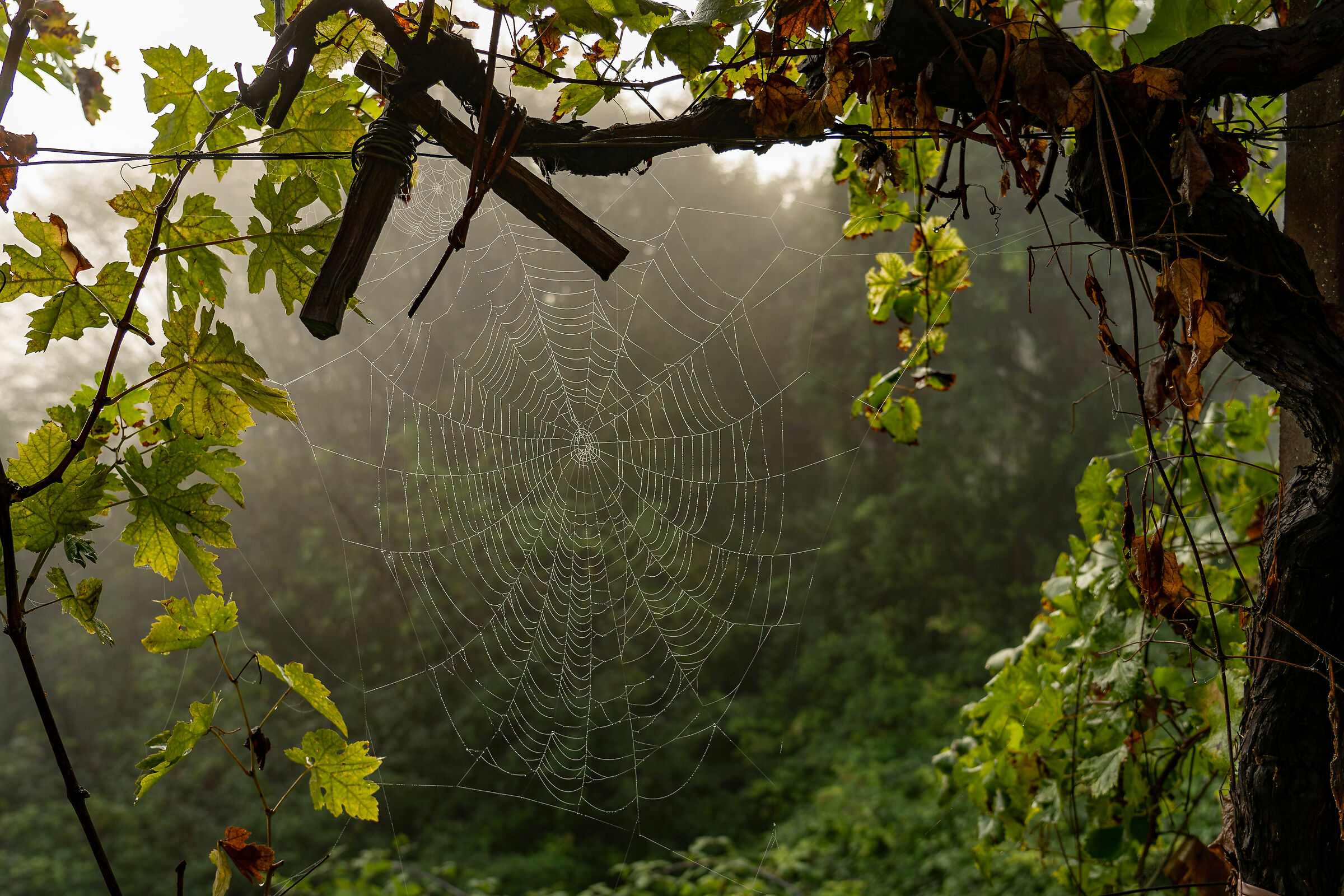 spider web in the middle of the vineyards