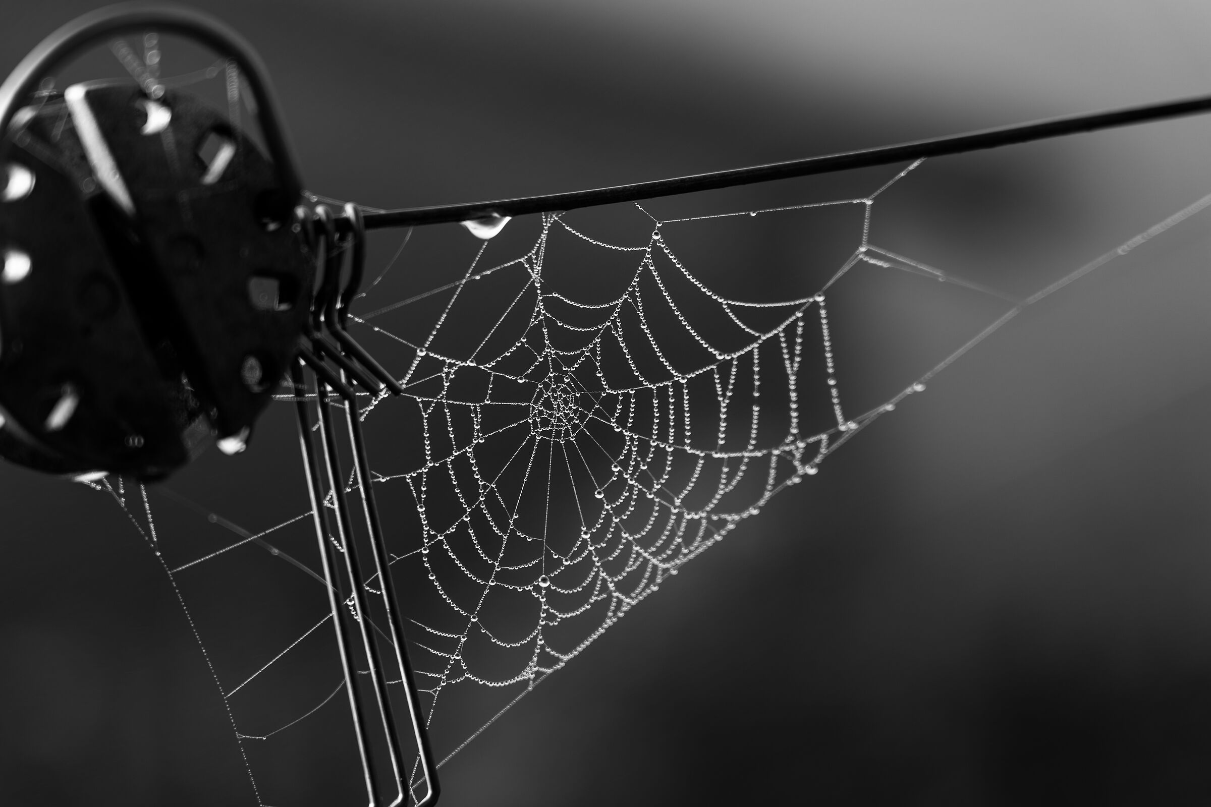 Web