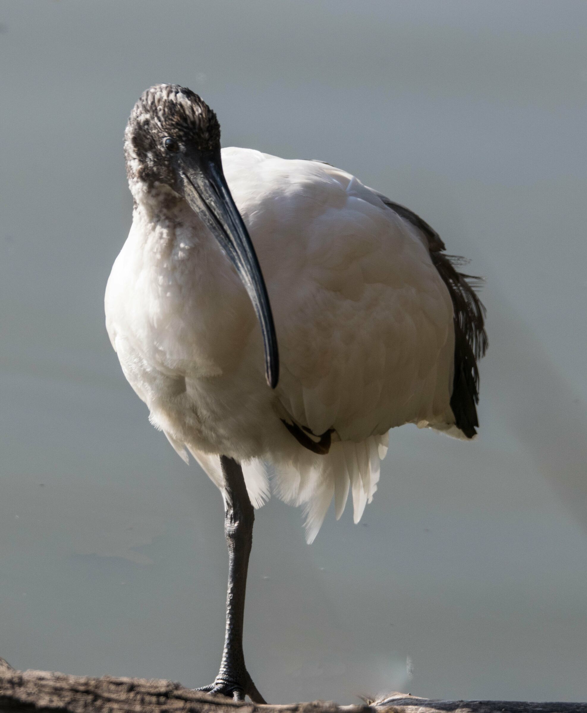 Sacred Ibis