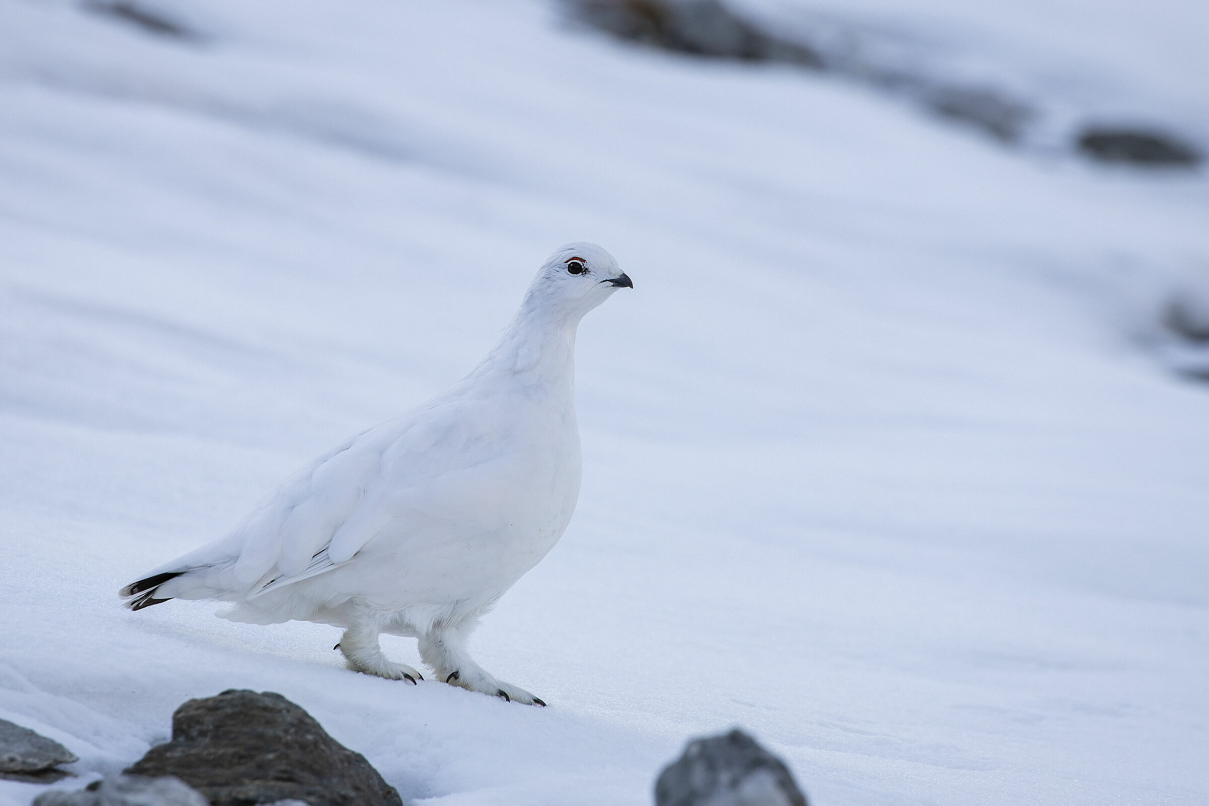 White Partridge Female