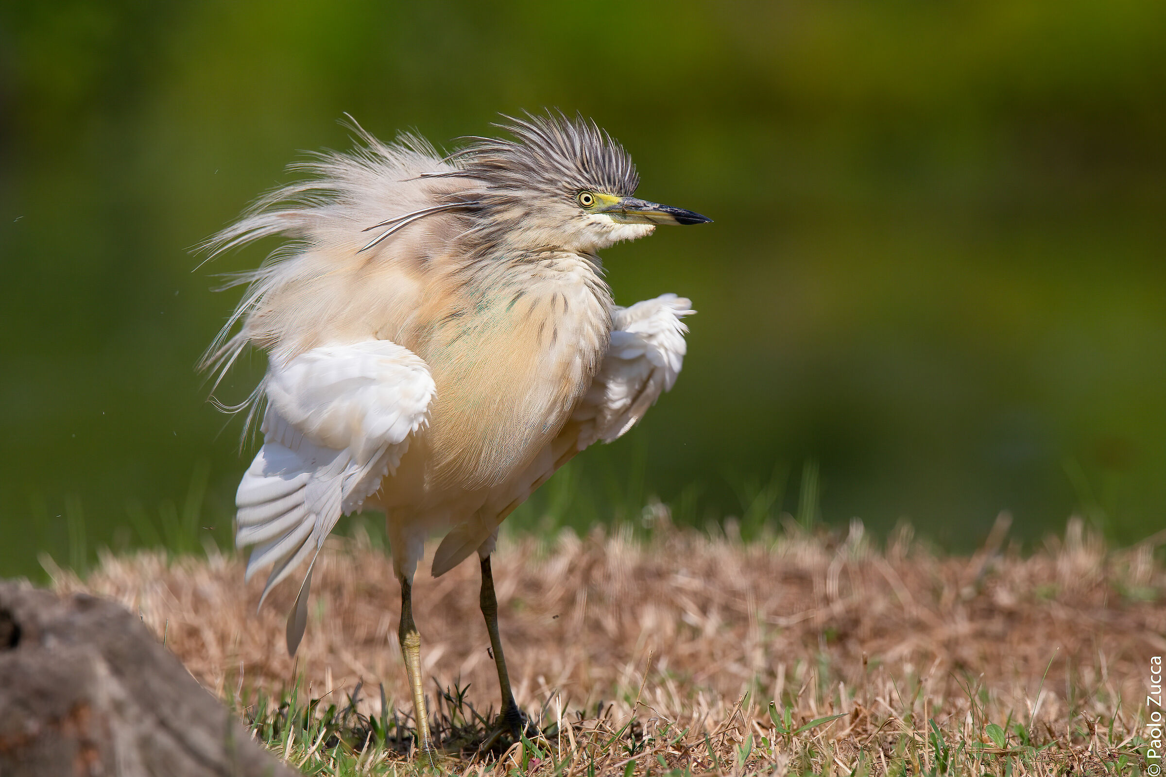Shrugs from sgarza tuft