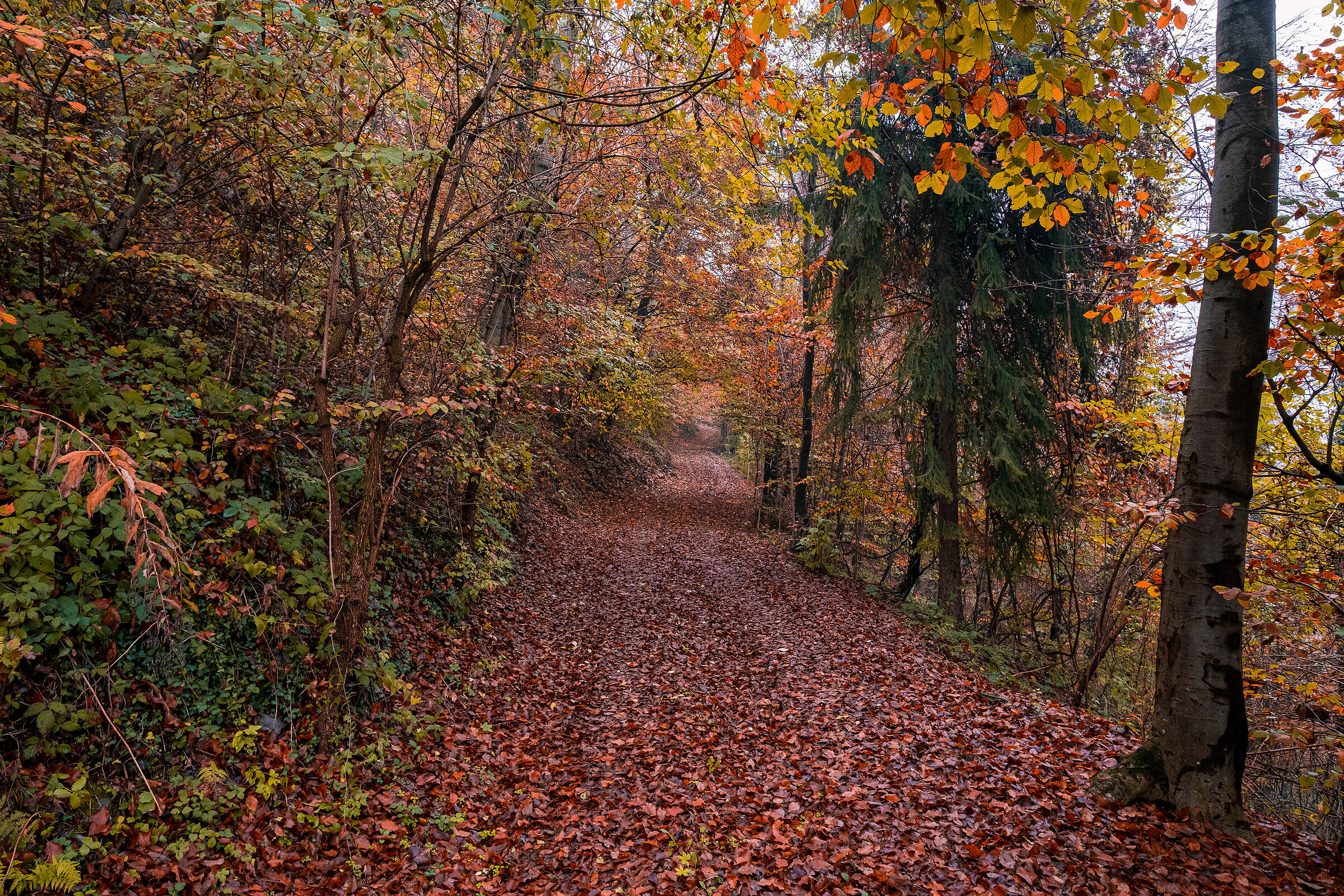 Autumn trails