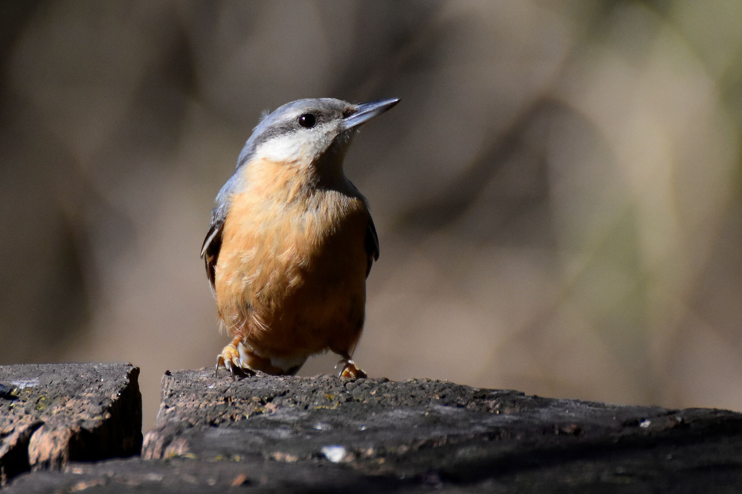 woodpecker mason at the lipu Cunk maderno MB