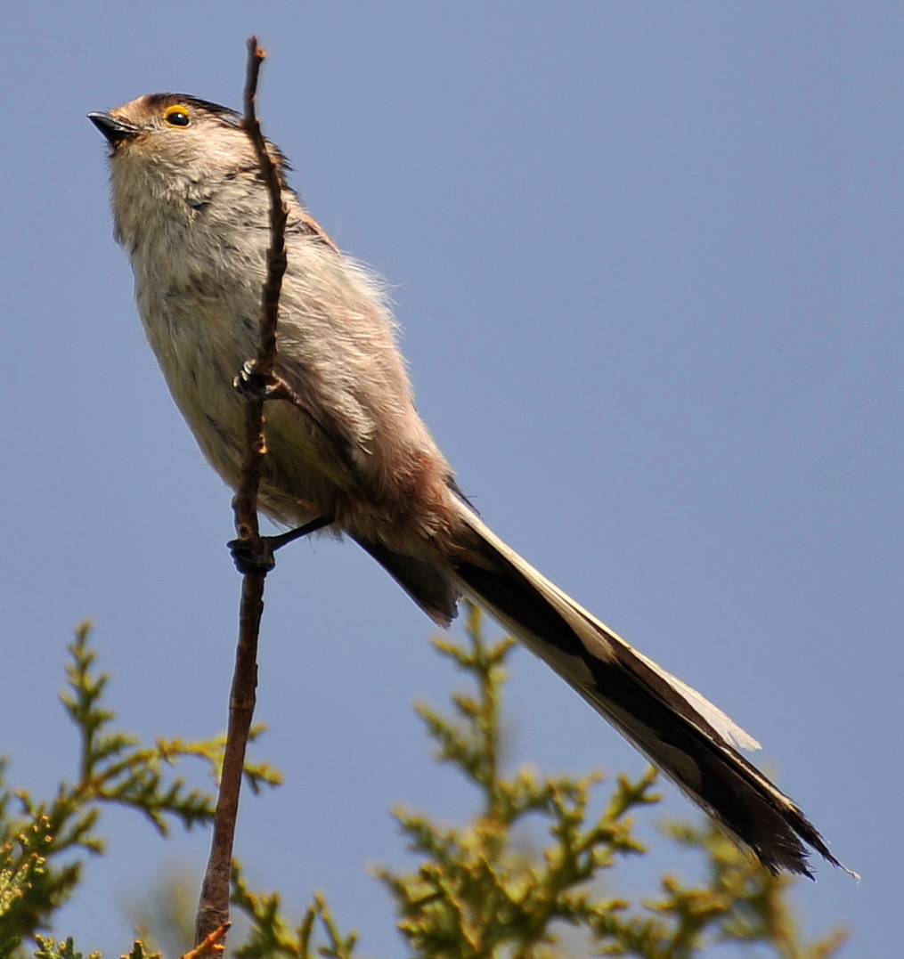 Long-tailed tit